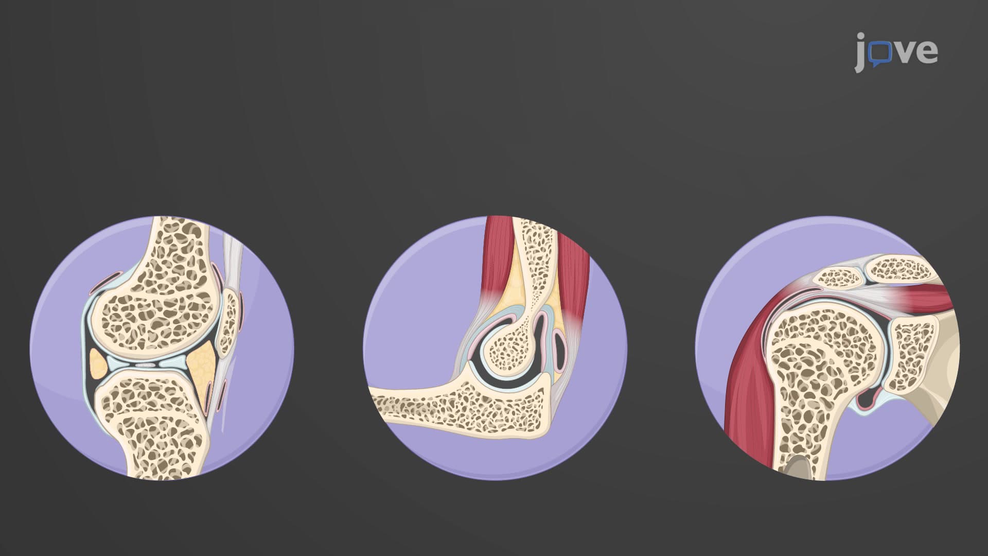 Functional Classification of Joints