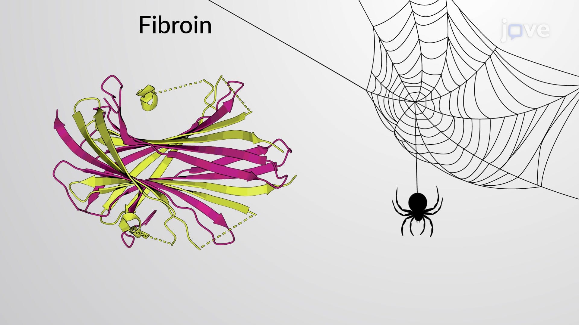 Fibrous Proteins