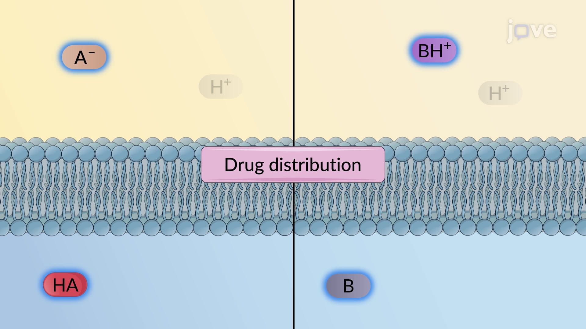 Drug Absorption Mechanism: Passive Membrane Transport
