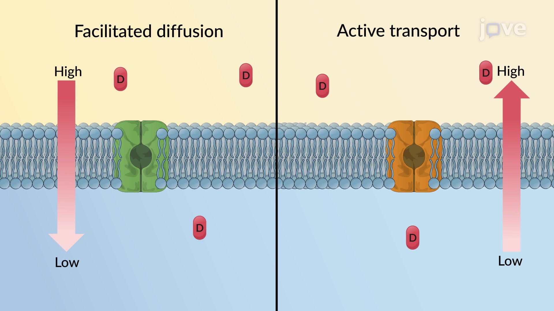 Drug Absorption Mechanism: Carrier-Mediated Membrane Transport