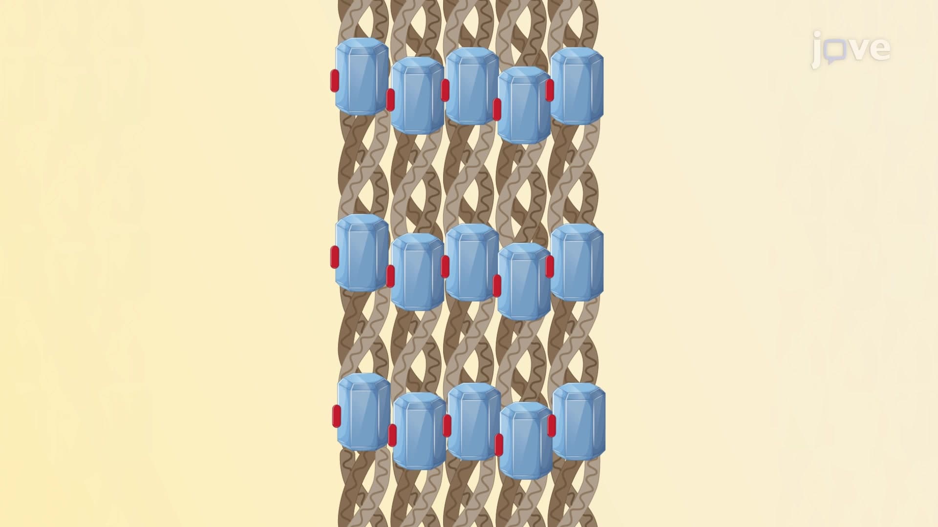 Drug Distribution: Tissue Binding