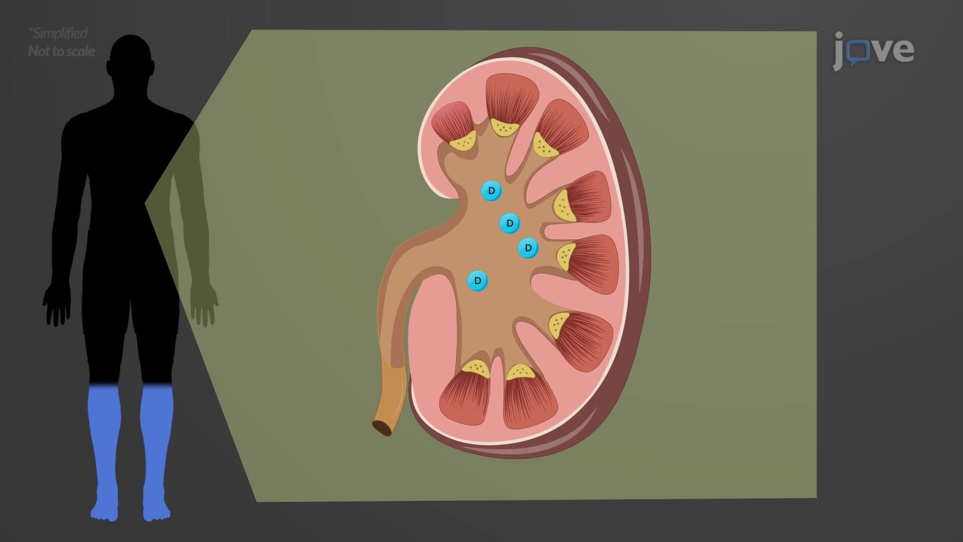 Kinetics of Drug Elimination