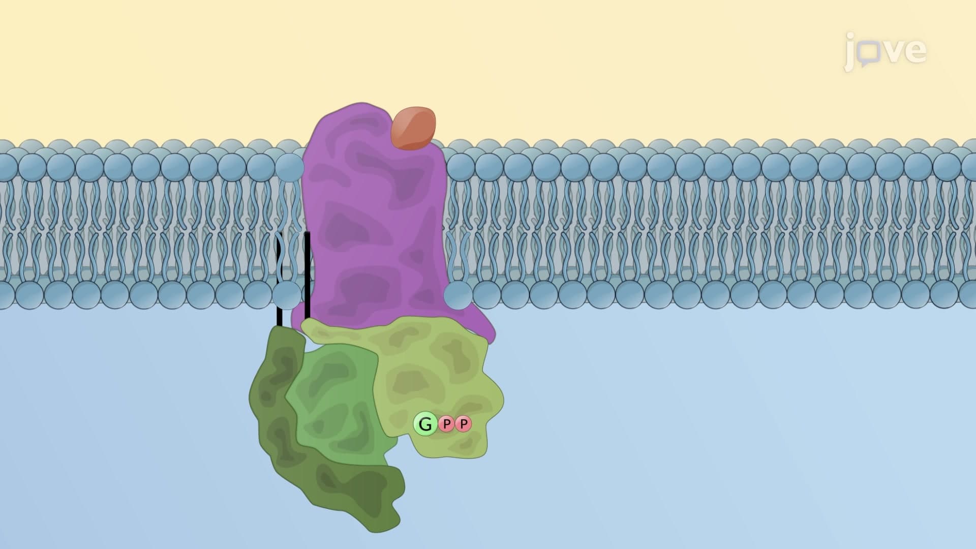 Transducer Mechanism: G Protein–Coupled Receptors