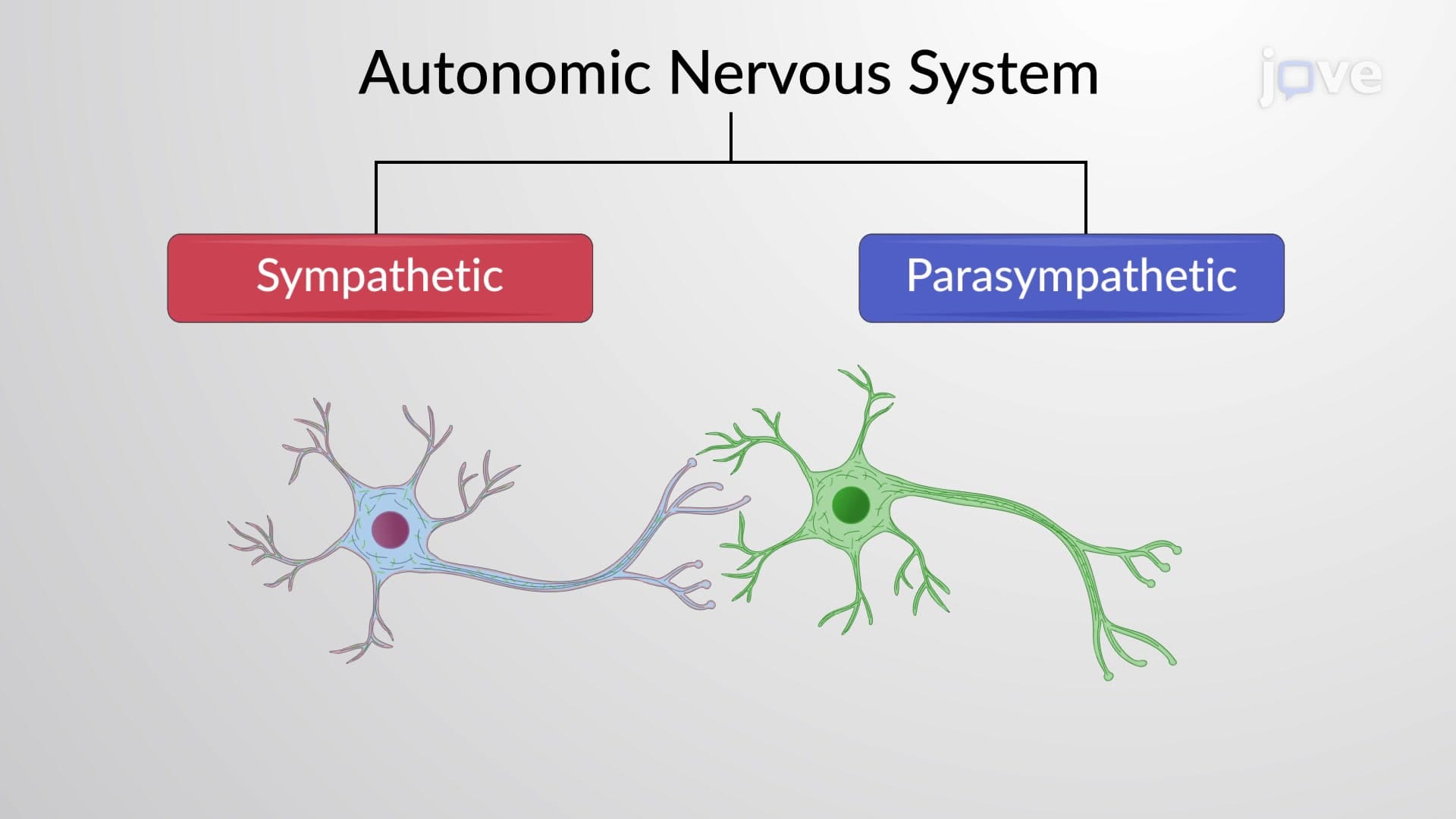 Autonomic Nervous System: Overview