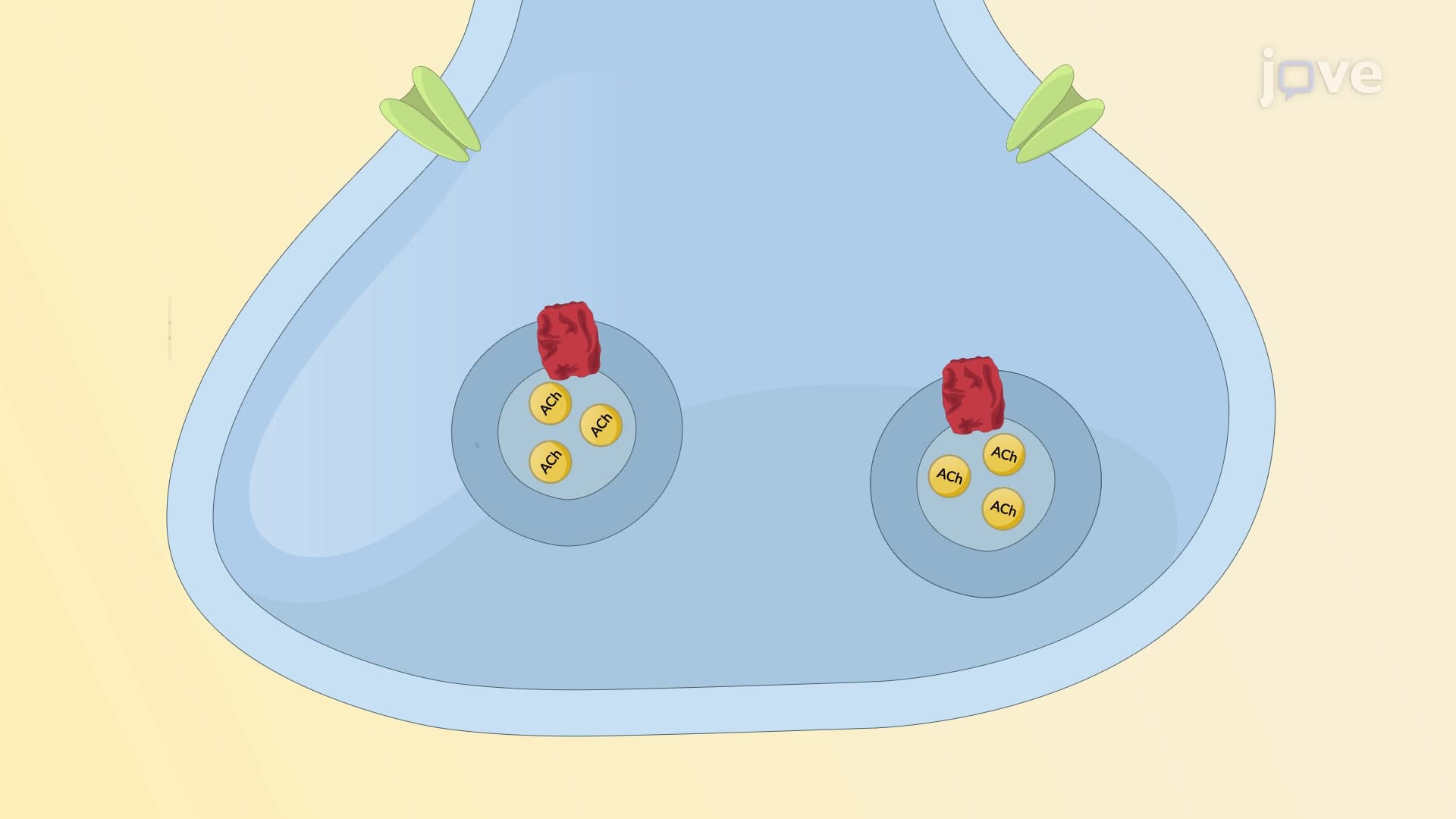 Cholinergic Neurons: Neurotransmission