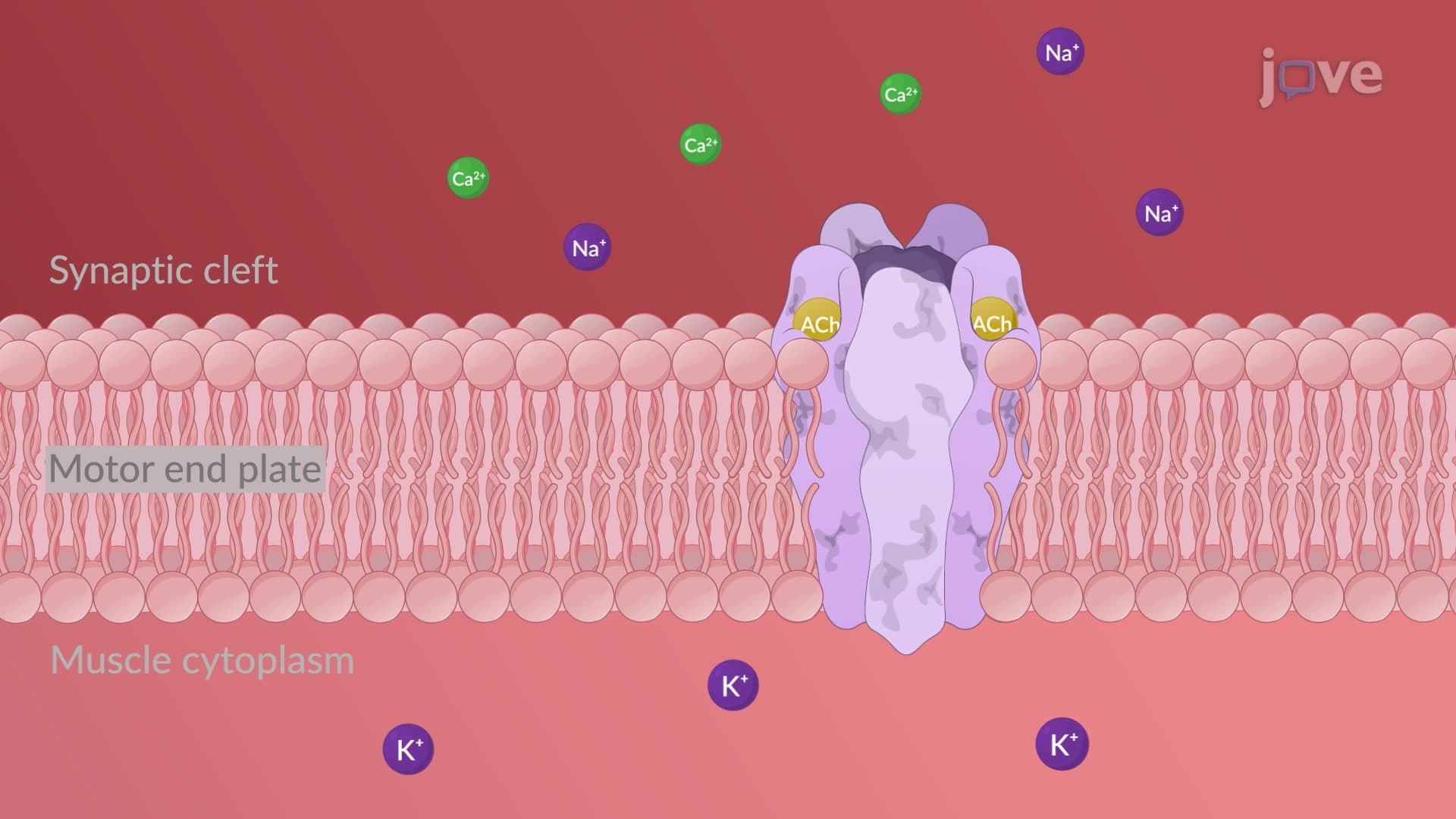 Cholinergic Receptors: Nicotinic