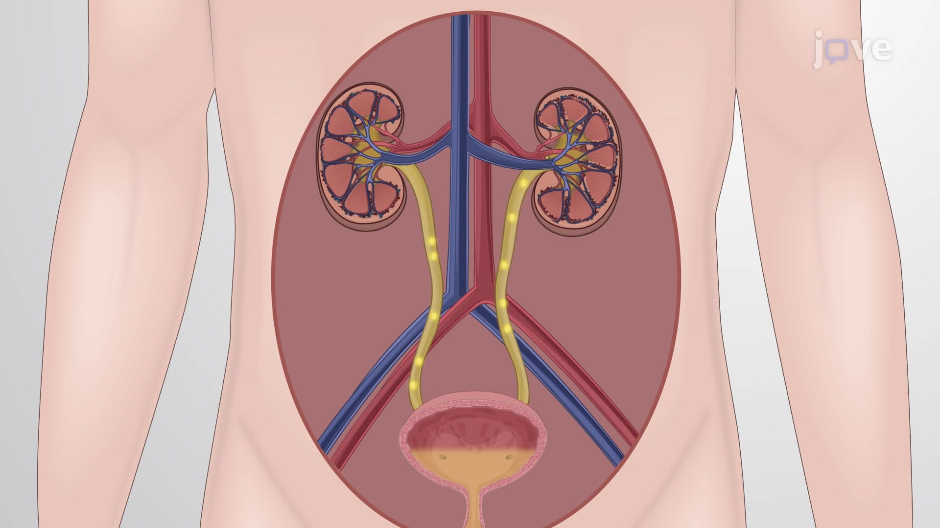 Direct-Acting Cholinergic Agonists: Pharmacokinetics