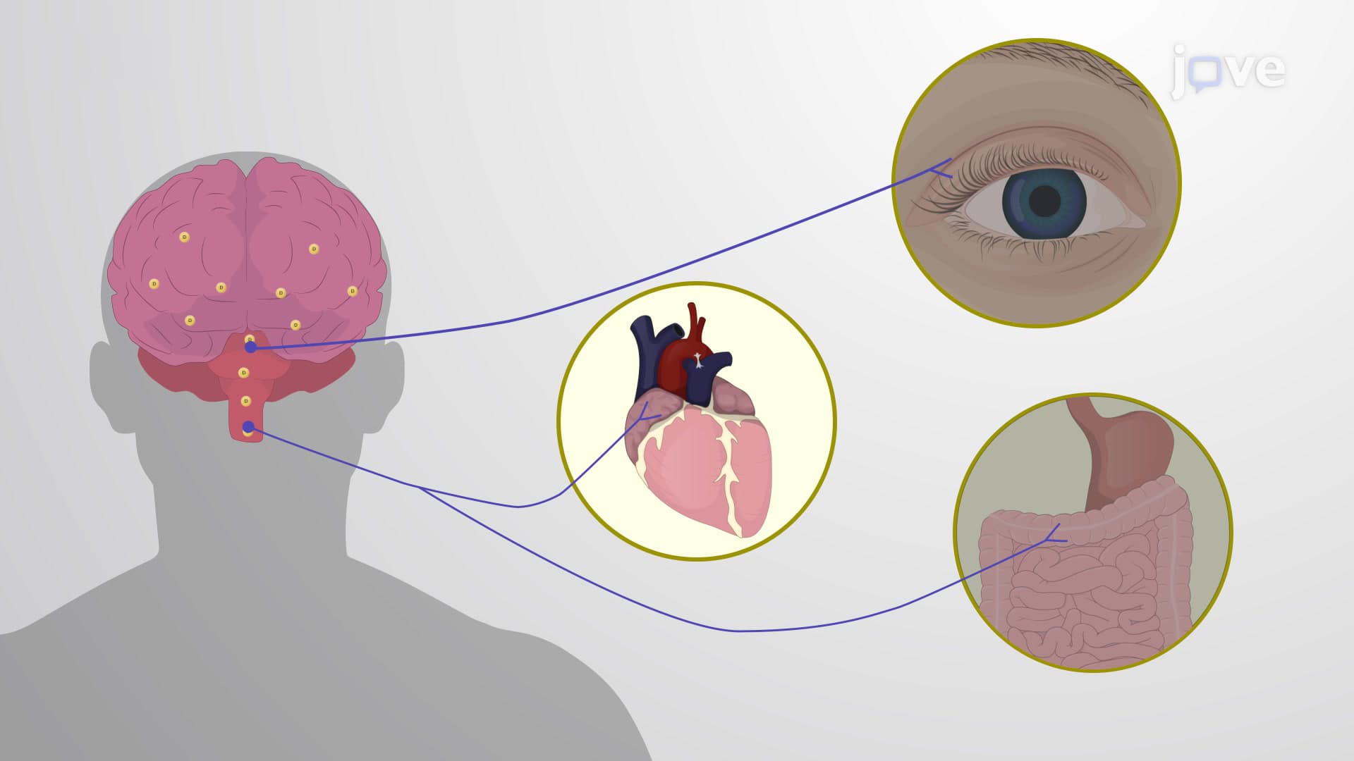 Direct-Acting Cholinergic Agonists: Pharmacological Actions