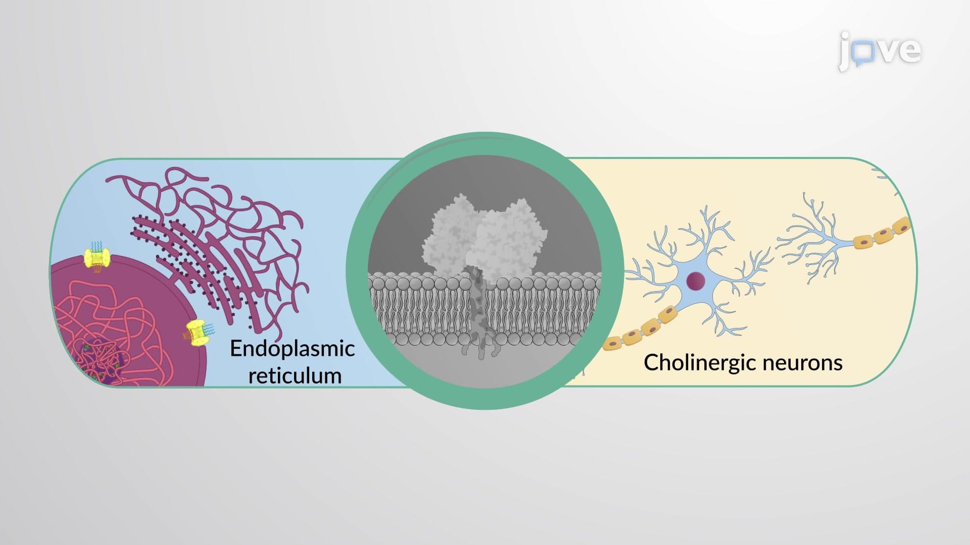 Cholinesterases: Distribution and Function