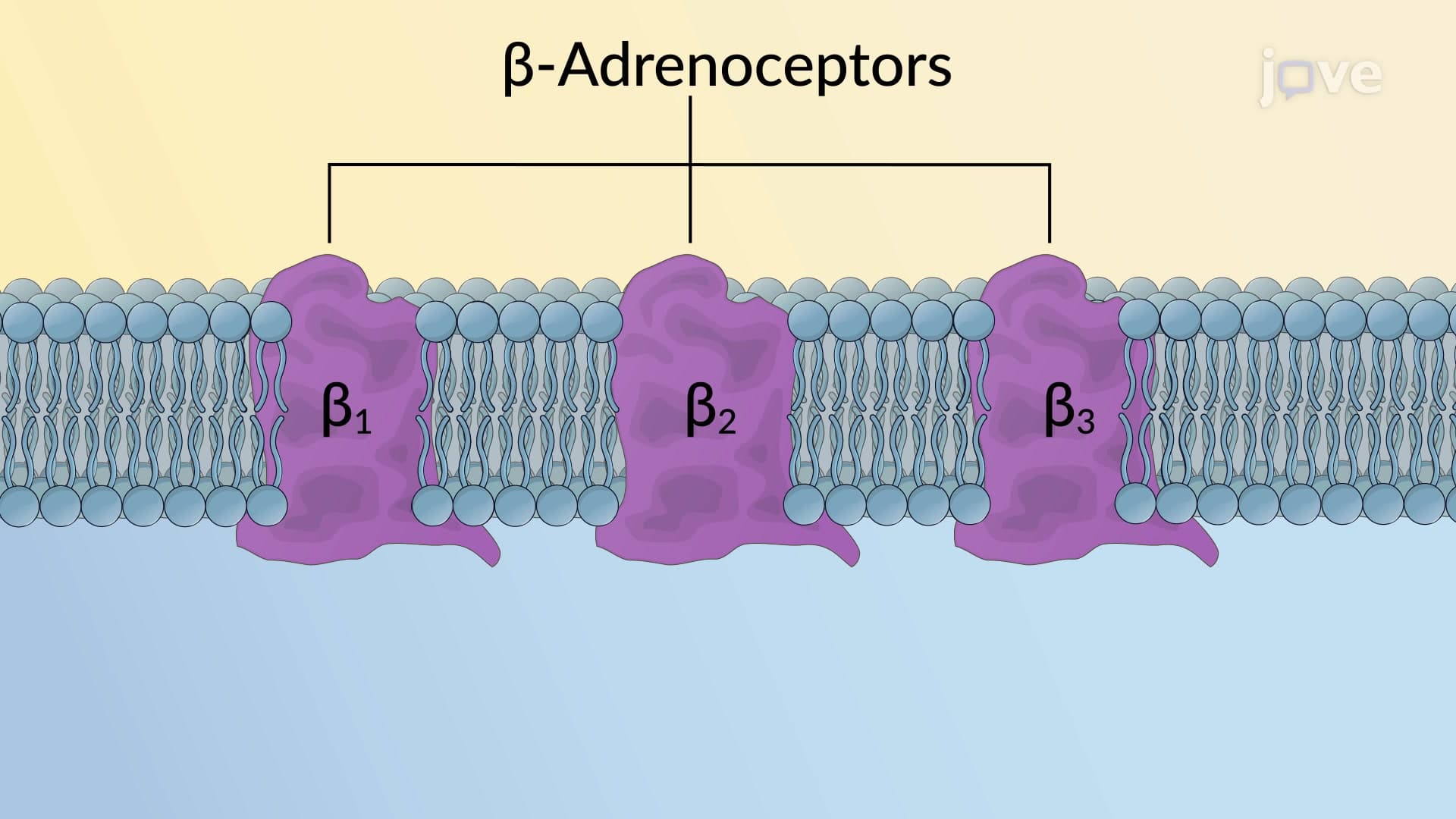 Adrenergic Receptors: β Subtype