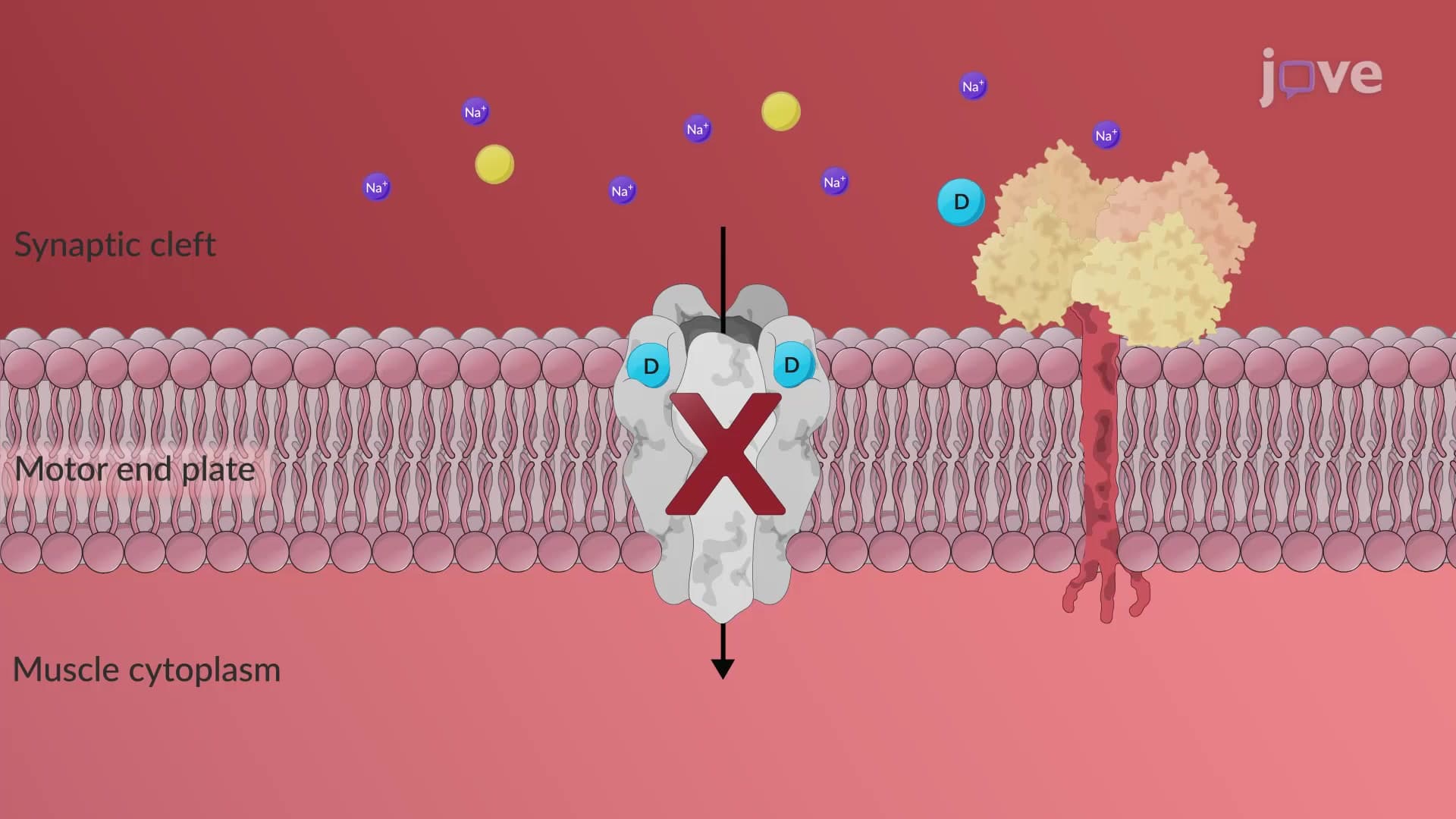 Nondepolarizing (Competitive) Neuromuscular Blockers: Mechanism of Action