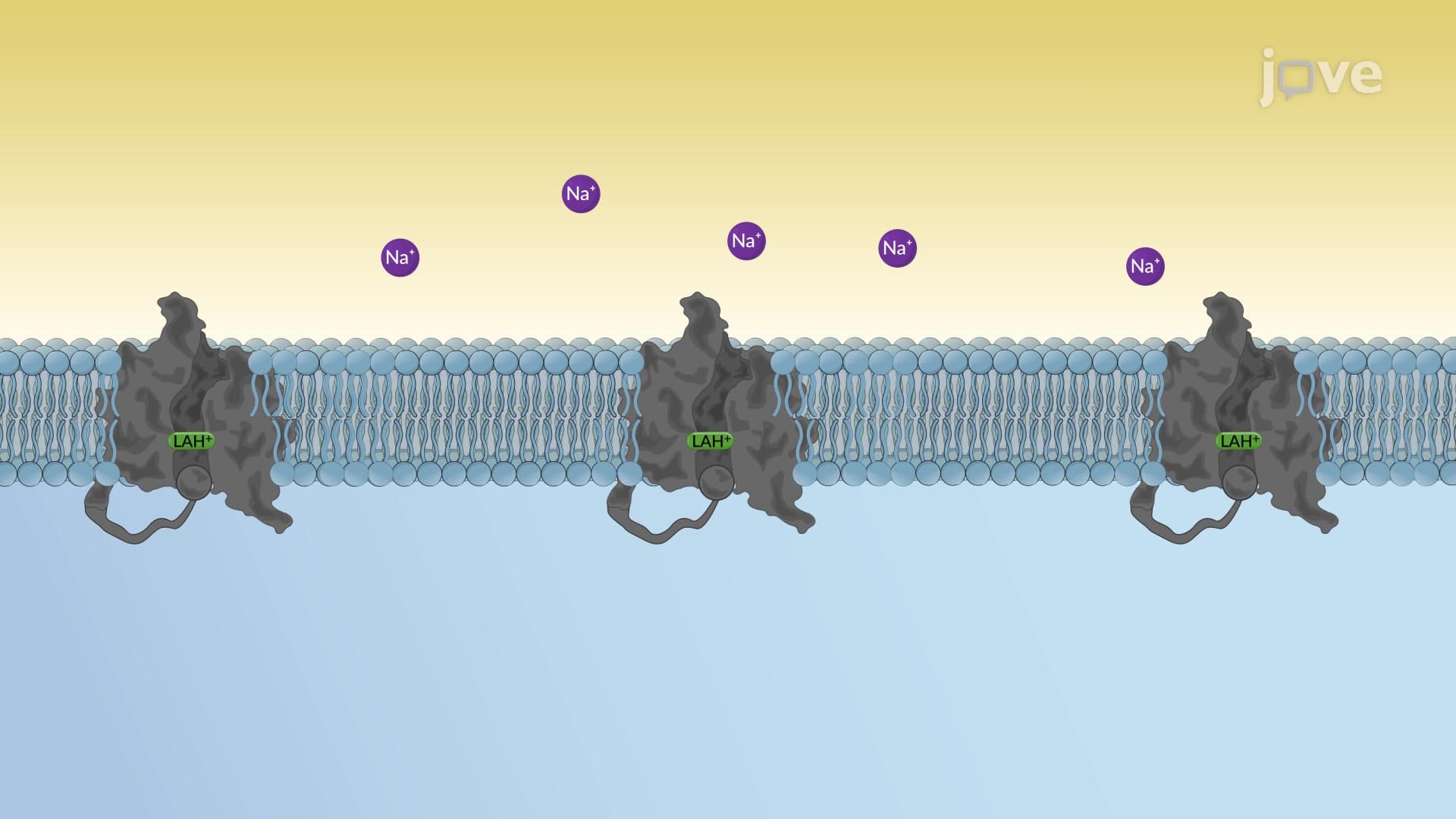 Local Anesthetics: Mechanism of Action