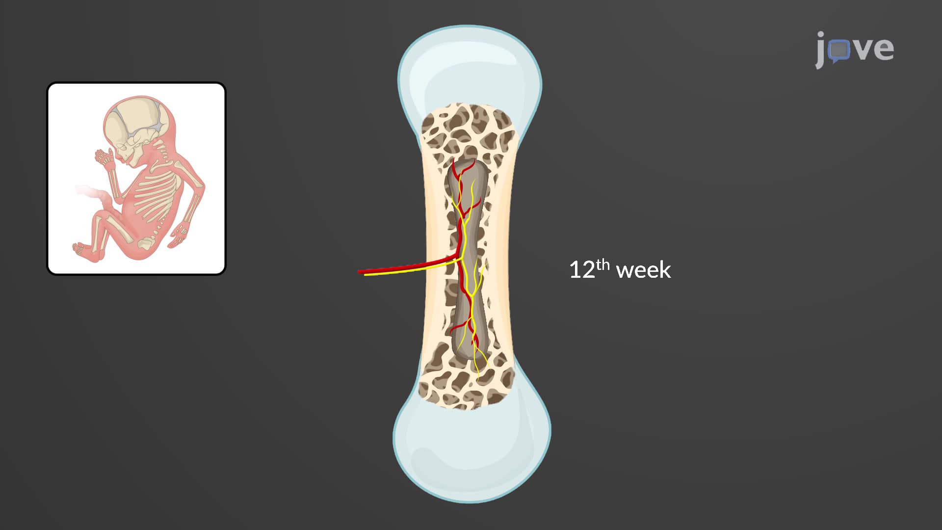 Bone Formation by Endochondral Ossification