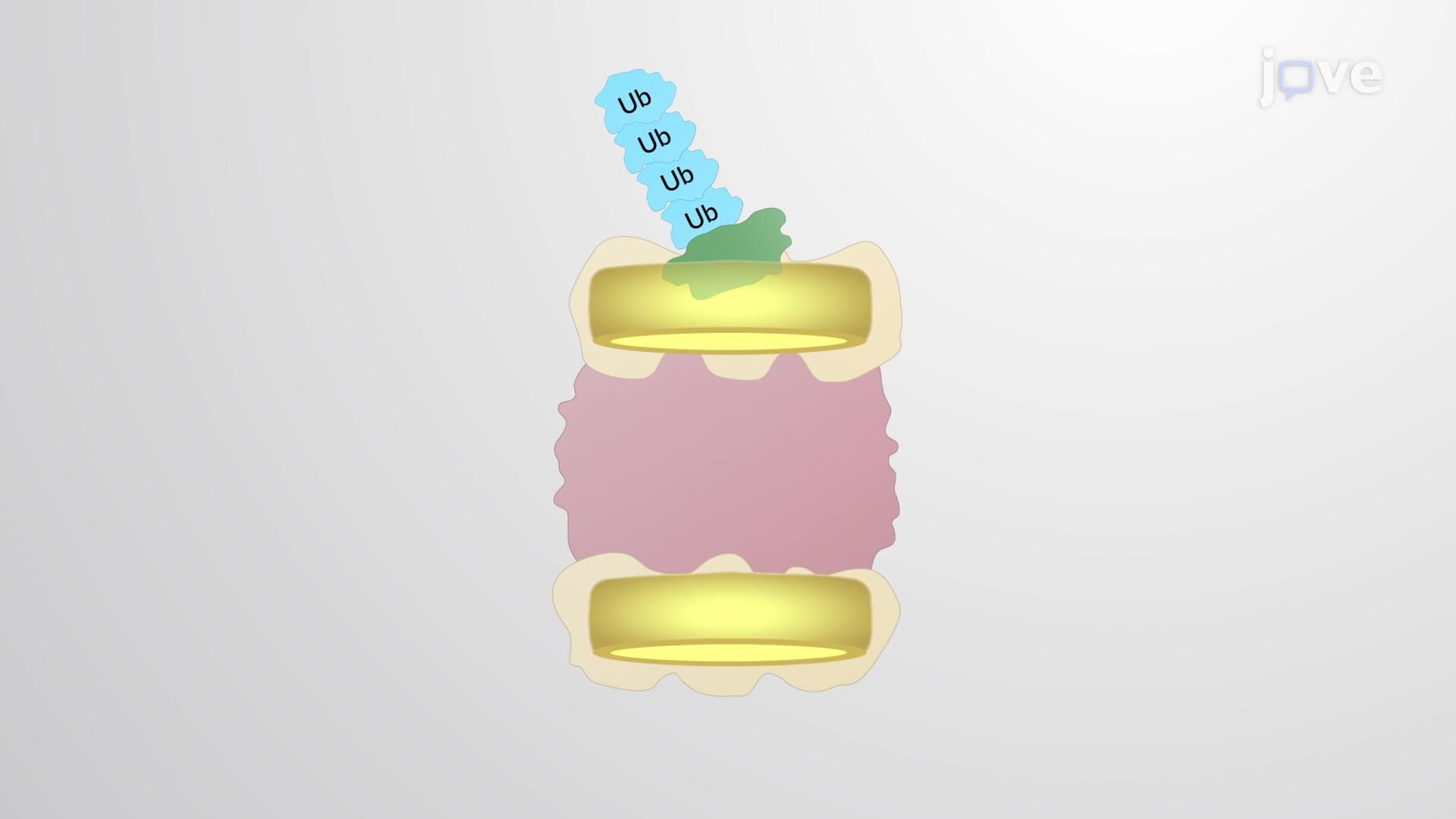 The Proteasome Structure