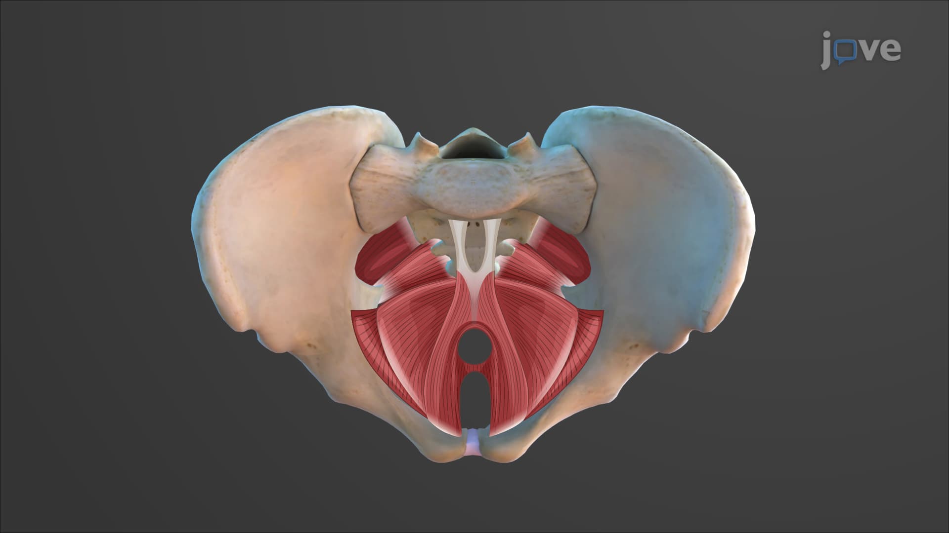 Muscles of the Pelvic Floor and Perineum