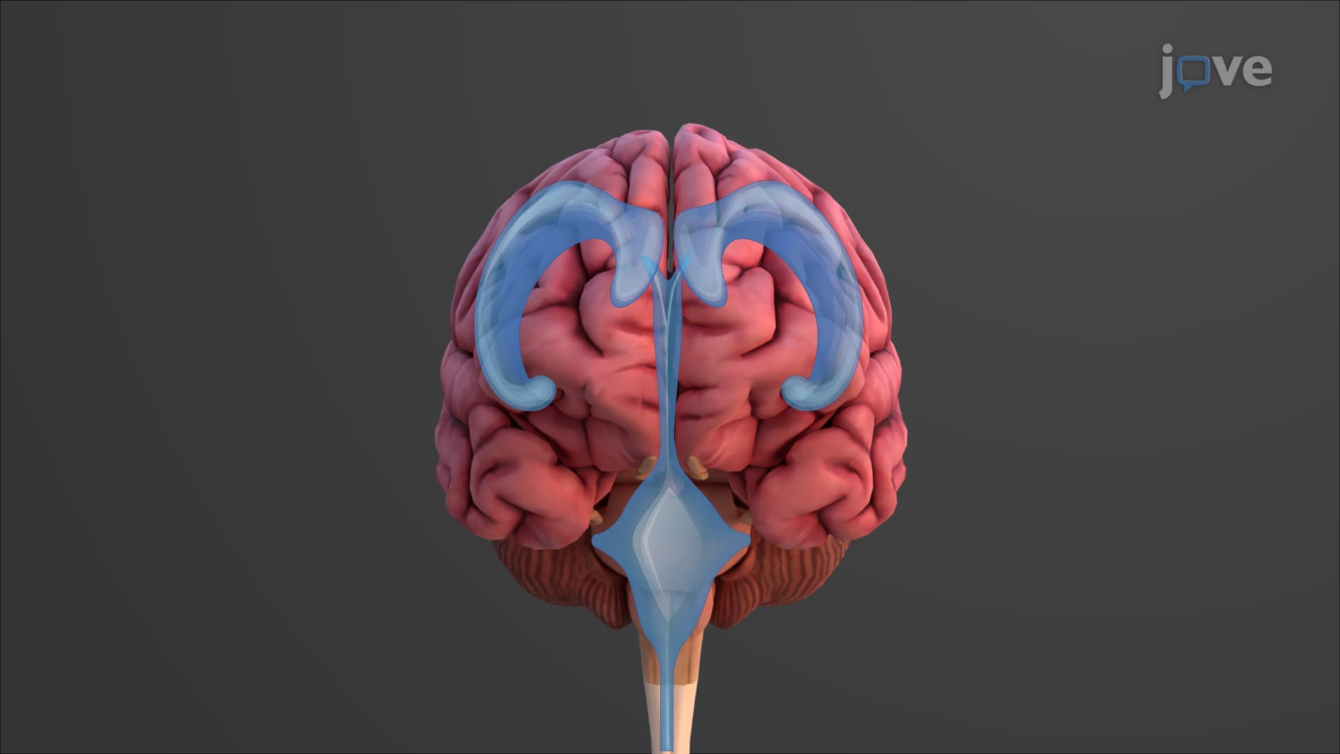 Anatomy of the Brain: Ventricles
