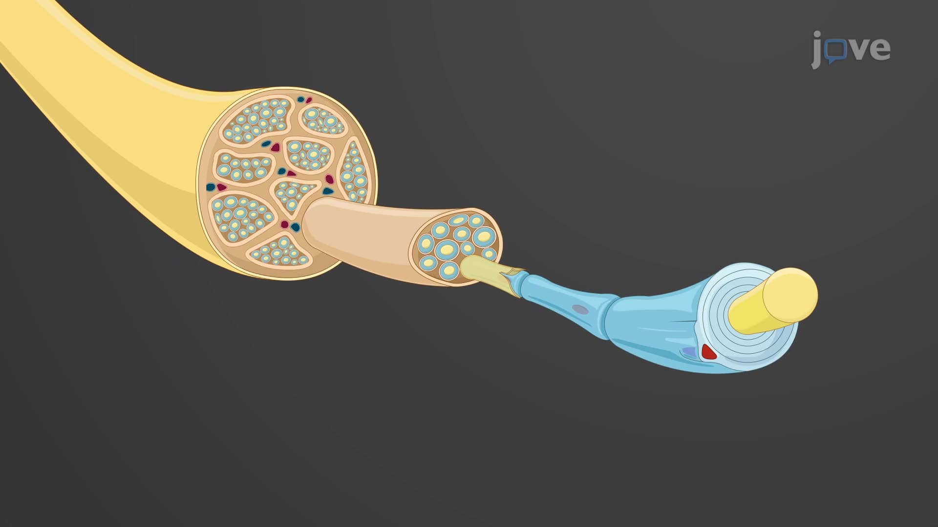Peripheral Nervous System: Ganglia and Nerves