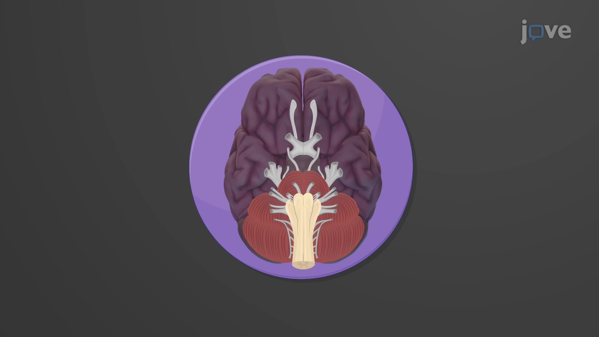 Cranial Nerves: Overview and Anatomy