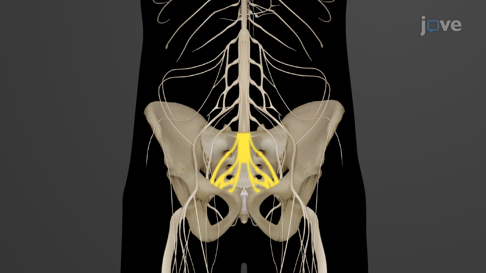 Spinal Nerves: Plexus II