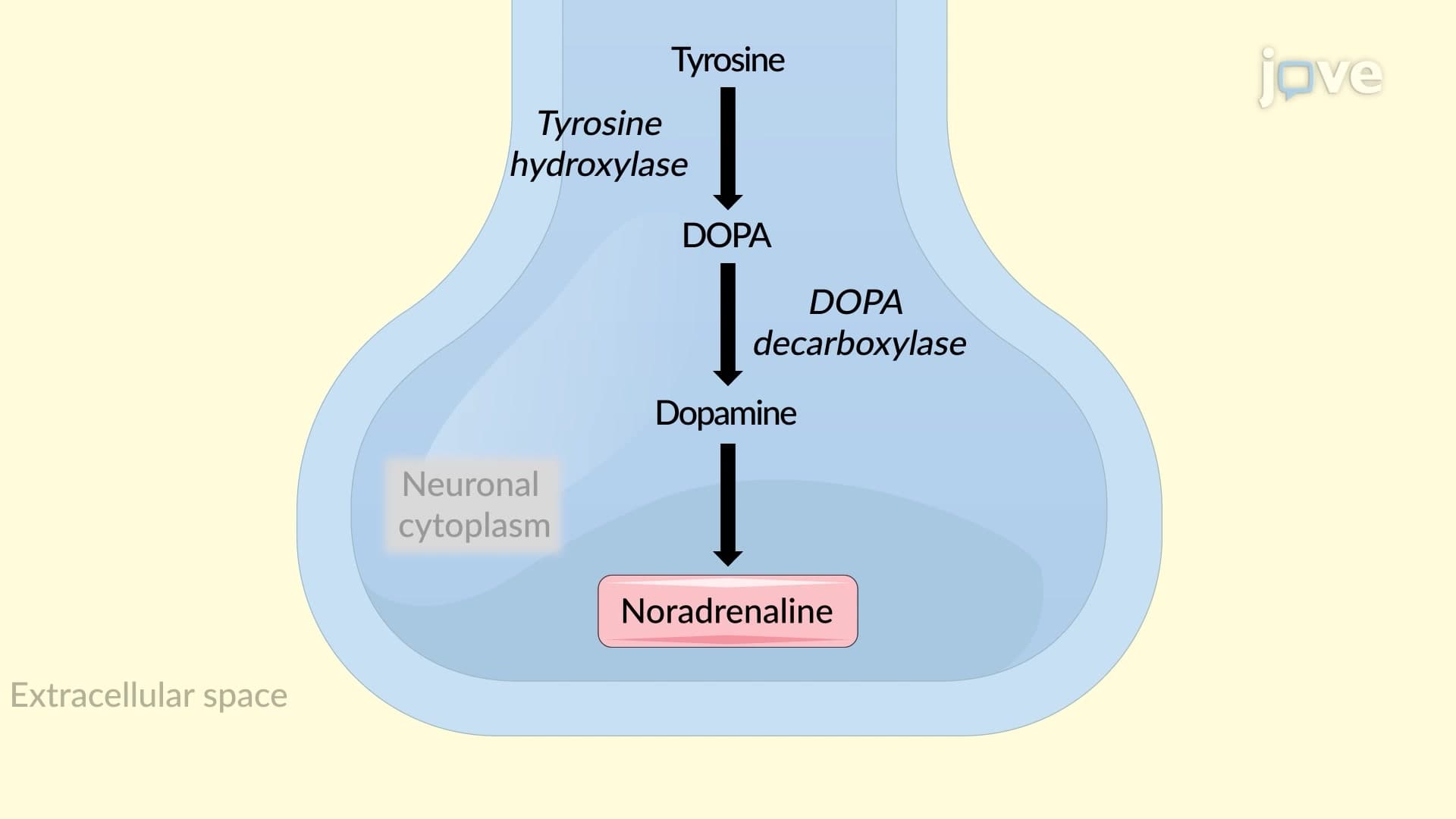 Drugs Affecting Neurotransmitter Synthesis