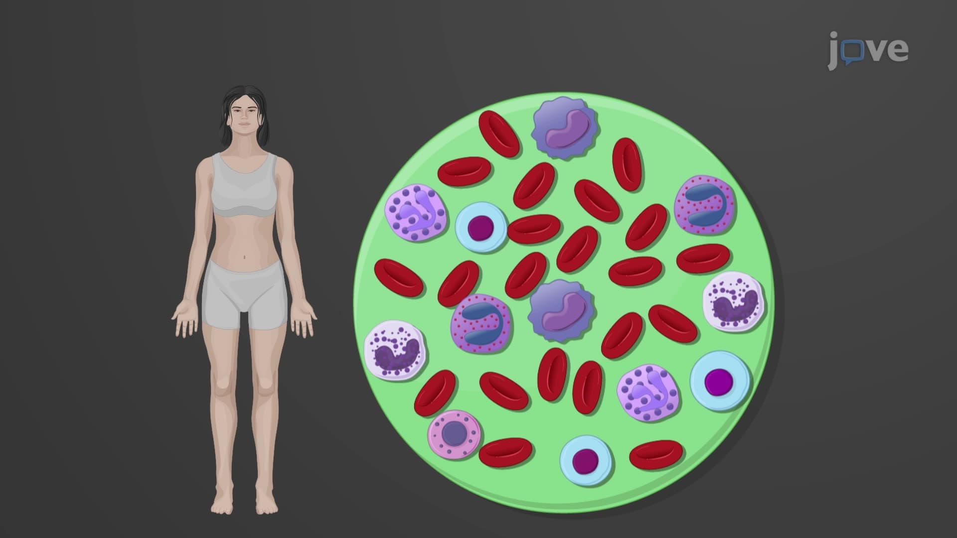Structure and Function of Leukocytes