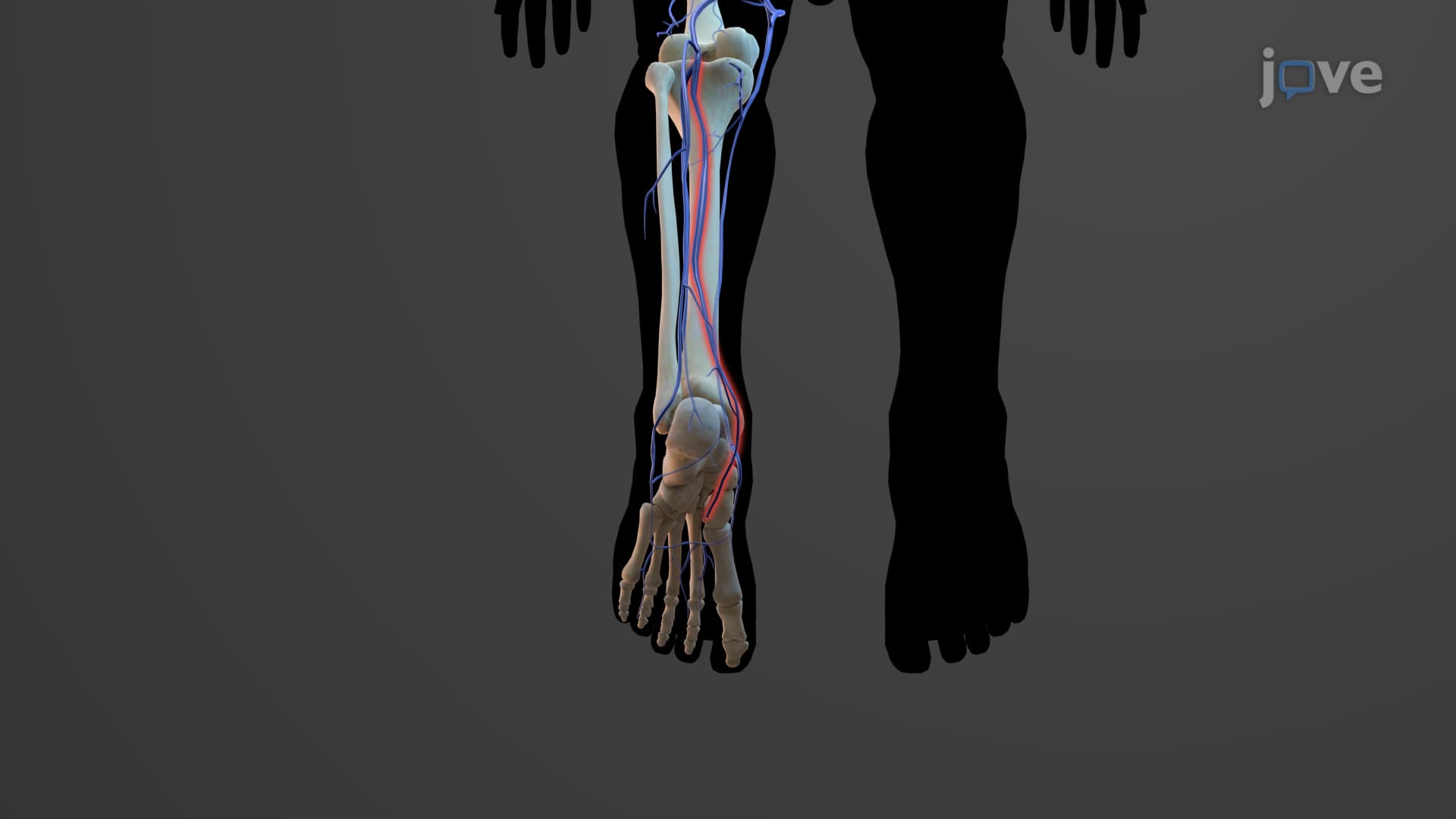 Veins of Lower Limbs