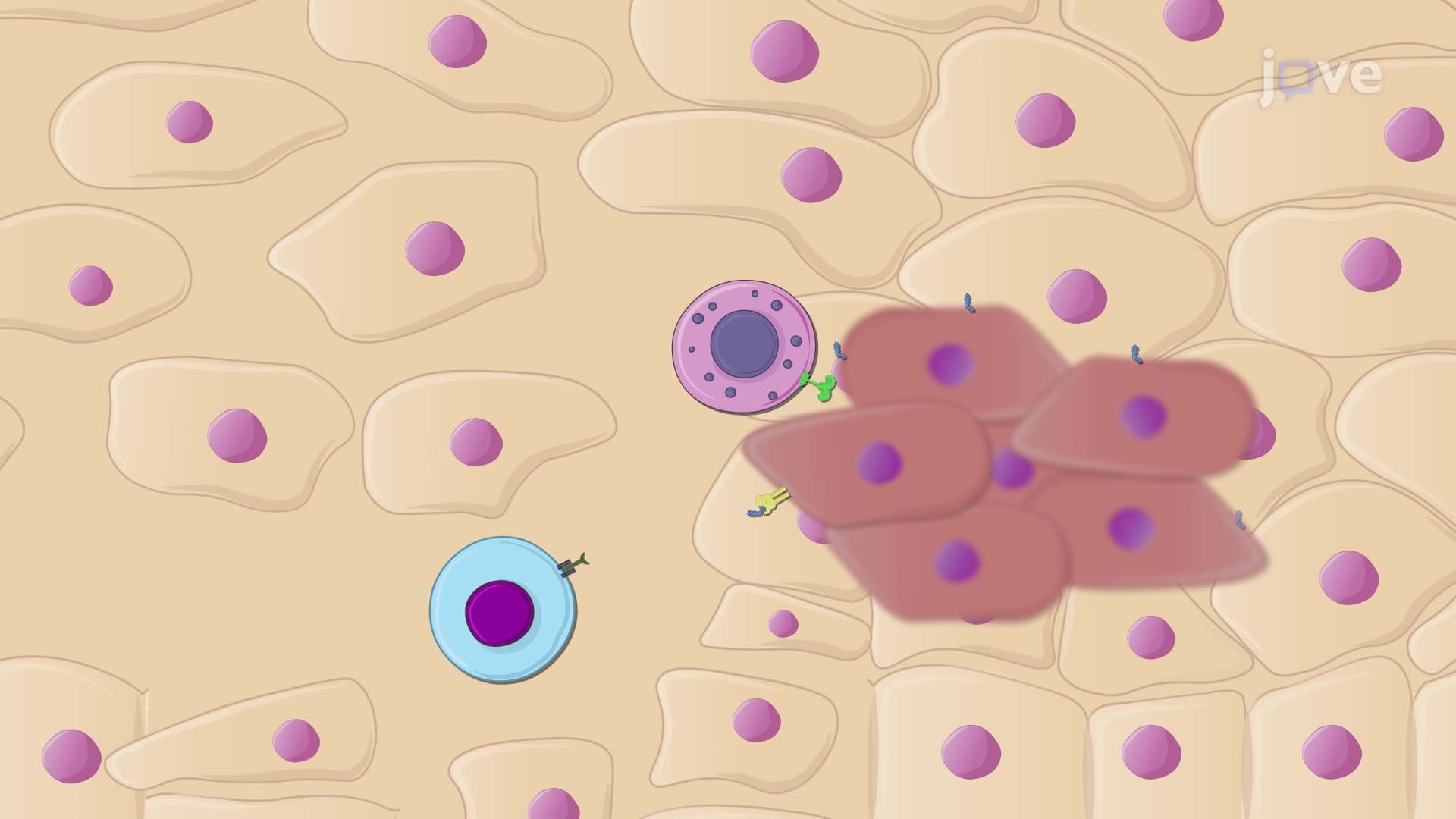 OpenIO: An open framework for AI-native immunotherapy | JoVE Visualize