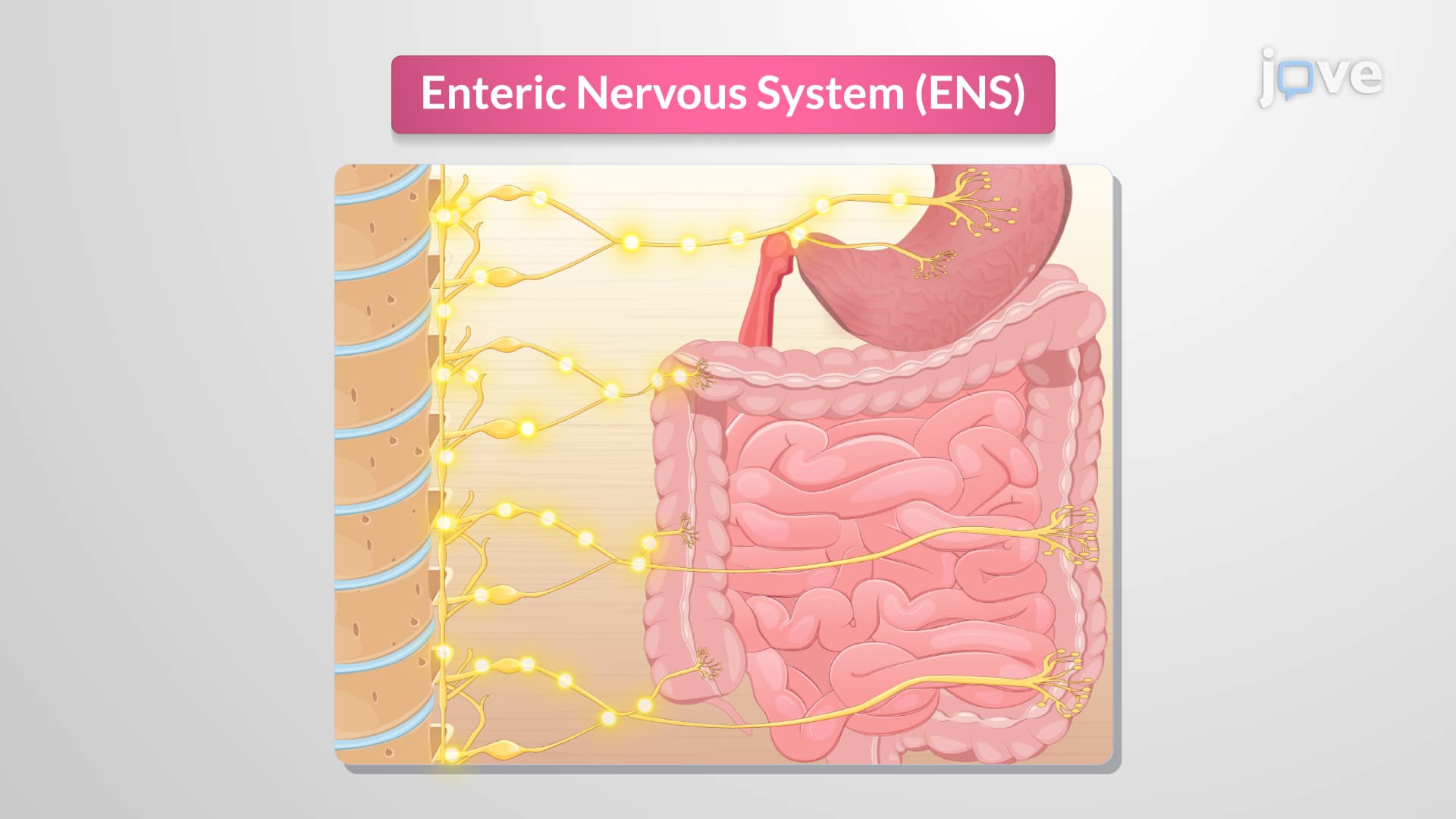 Enteric Nervous System: Regulation of GI Motor Activity