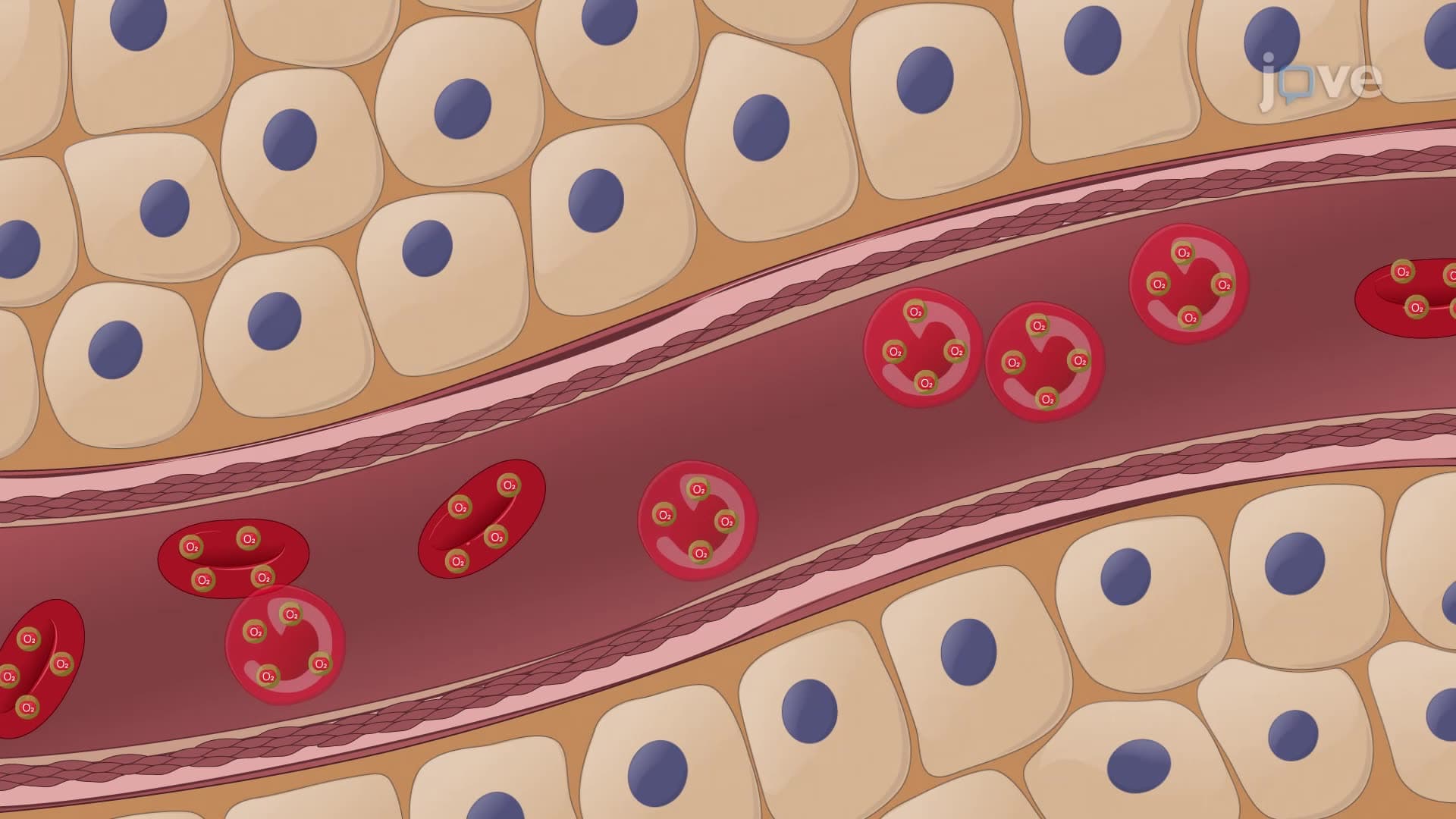 Factors Affecting Erythropoiesis