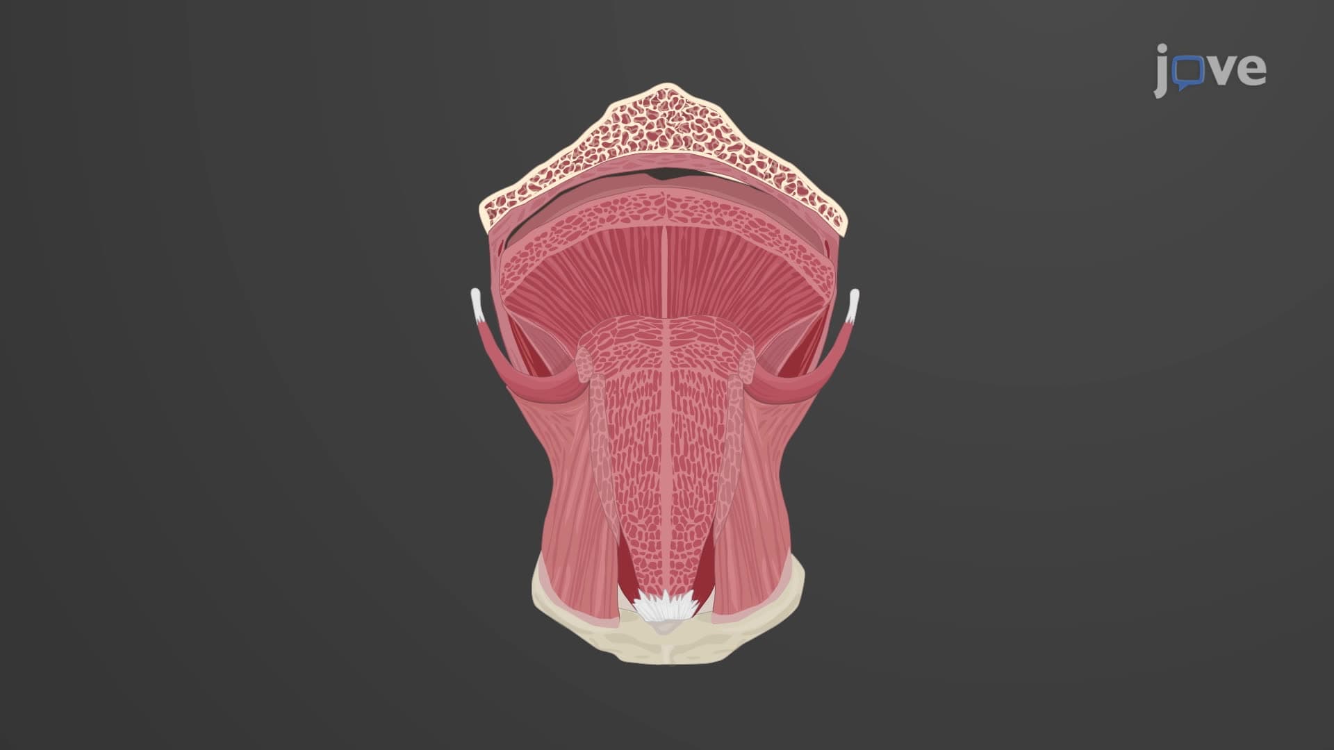Tongue