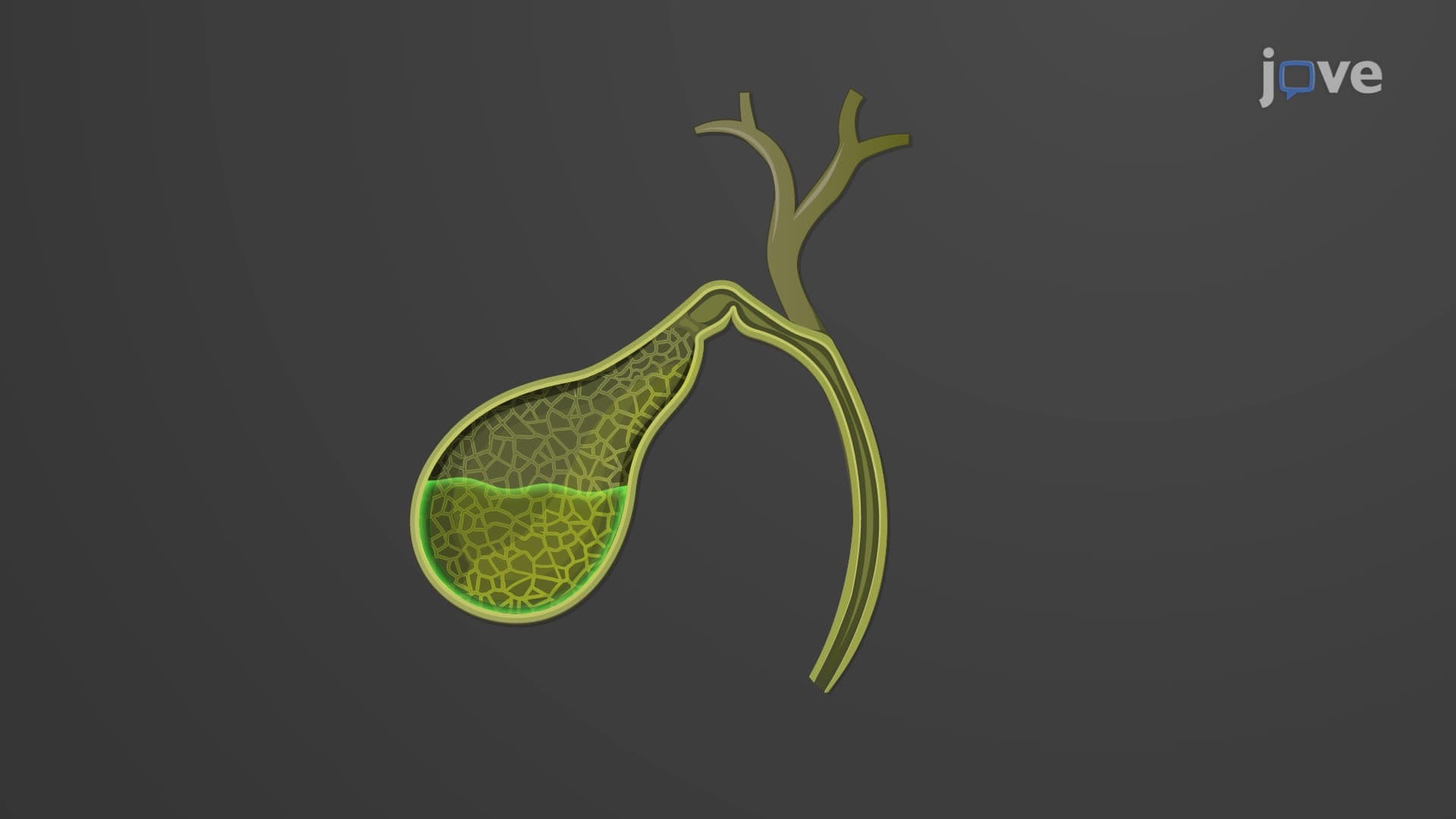 Gallbladder