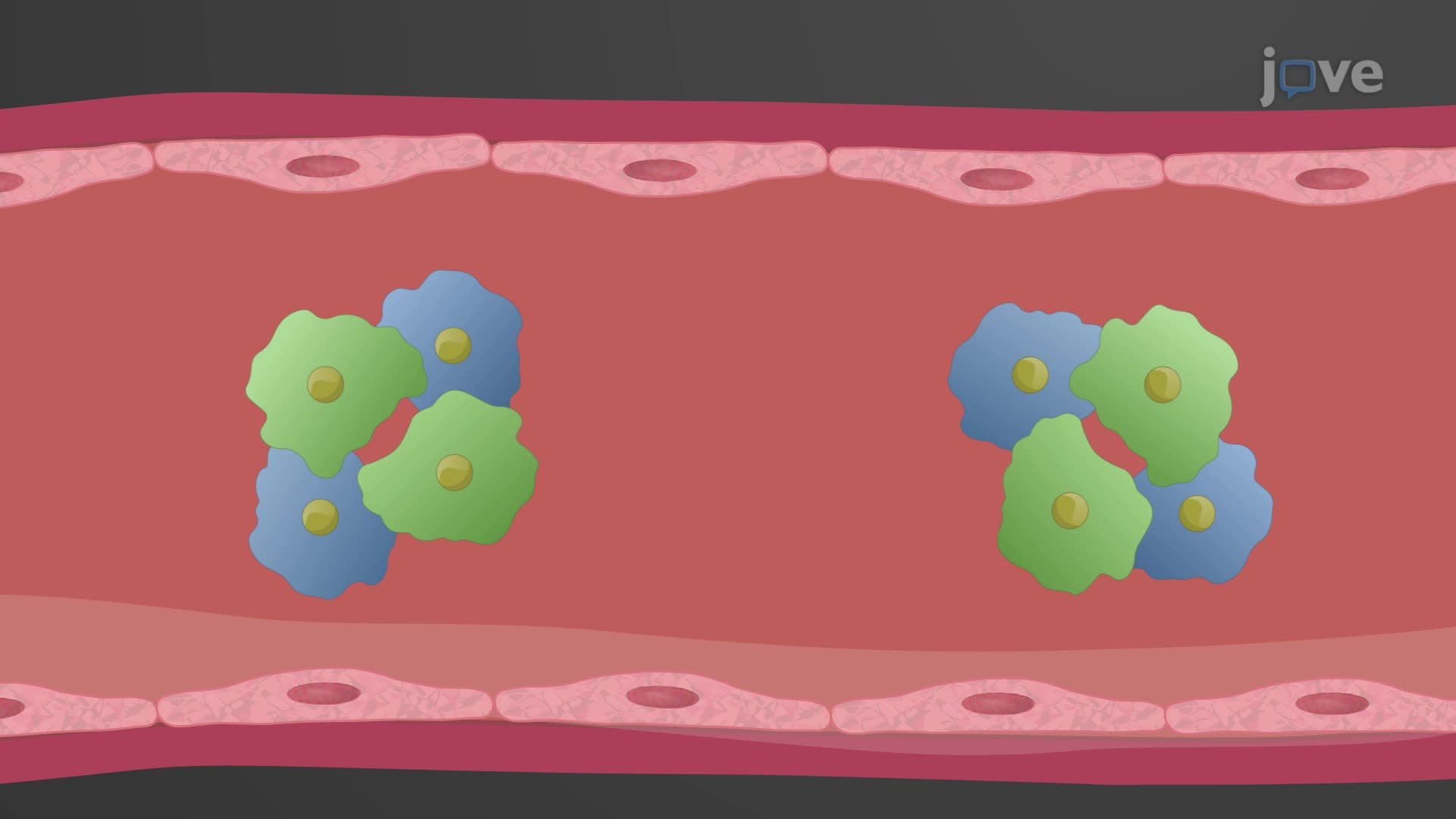 Protein Buffers in Blood Plasma and Cells