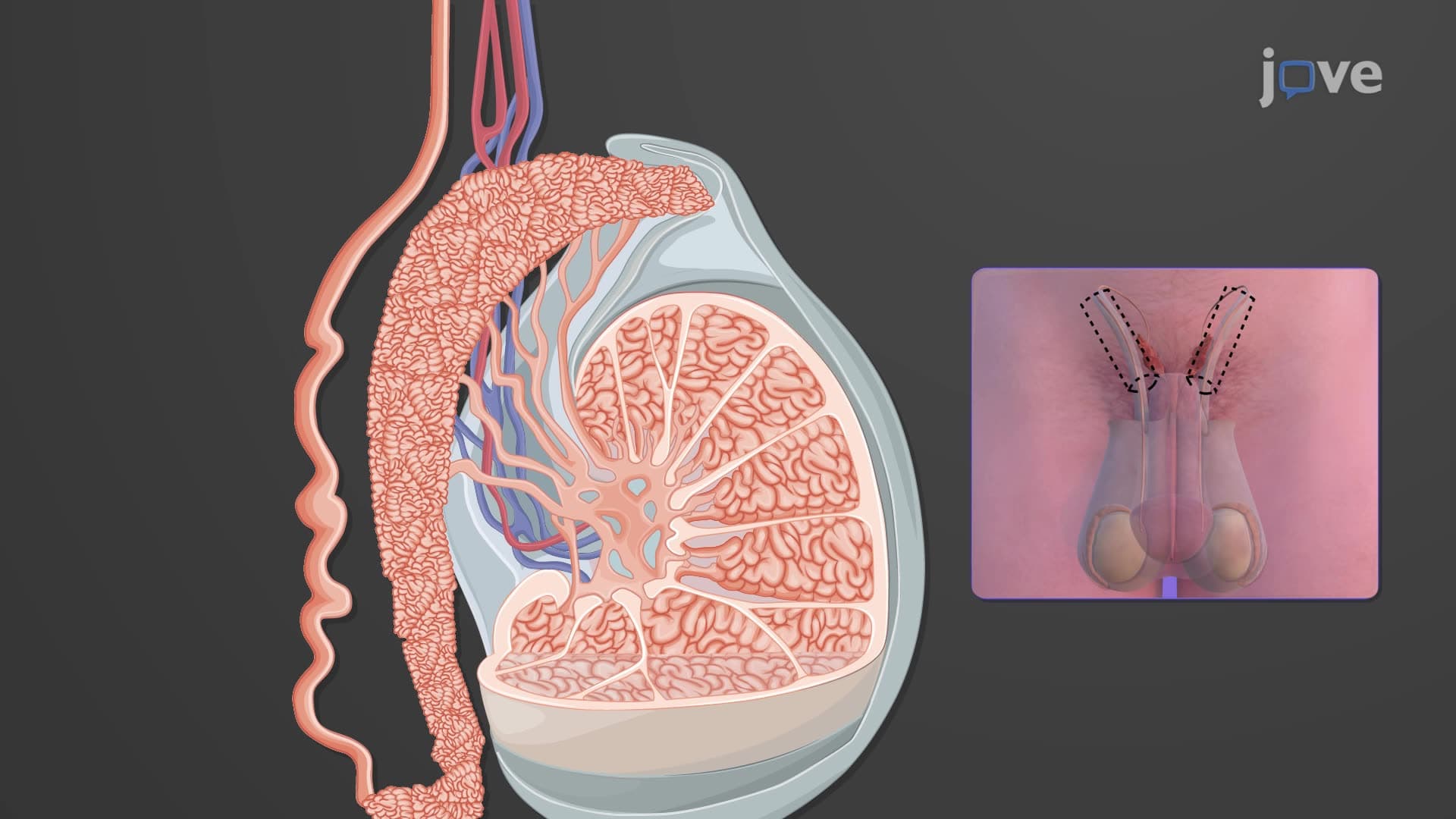 Accessory Ducts of the Male Reproductive System