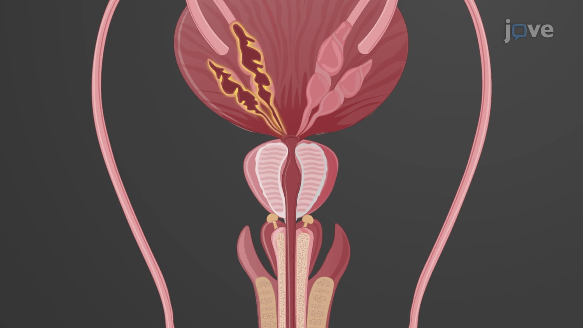 Accessory Glands of the Male Reproductive System
