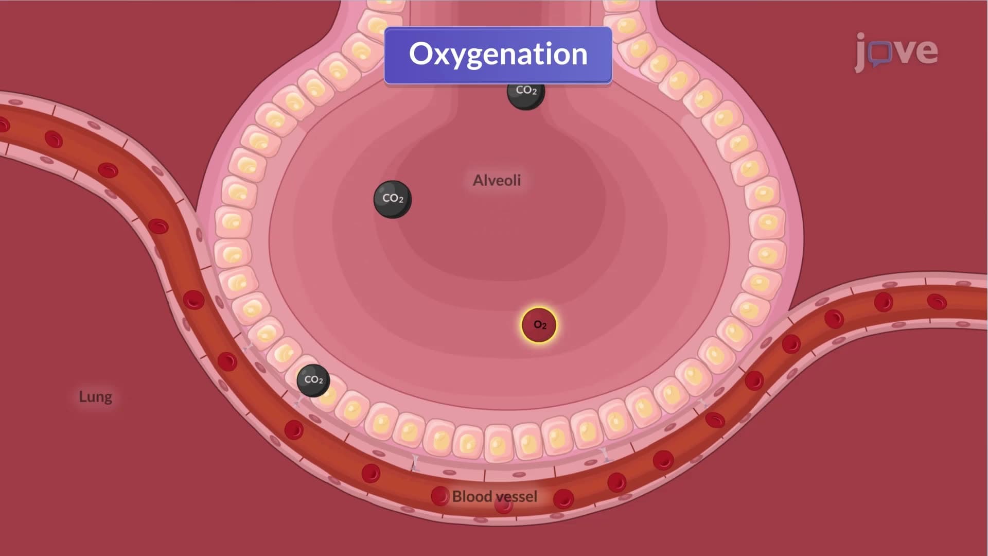 Physiology of Respiration I: Functions of the Respiratory System