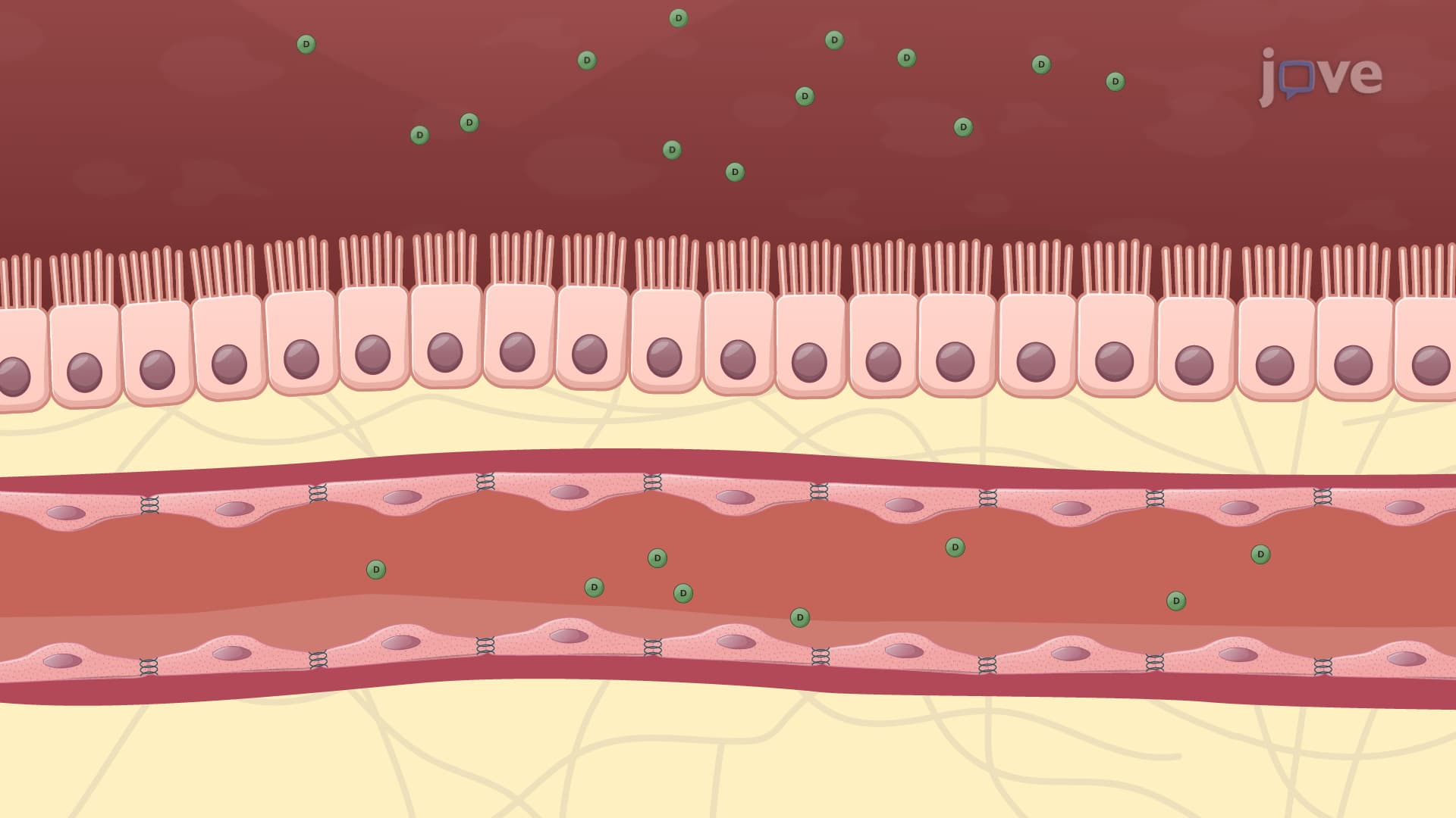 Mechanisms of Drug Absorption: Paracellular, Transcellular, and Vesicular Transport