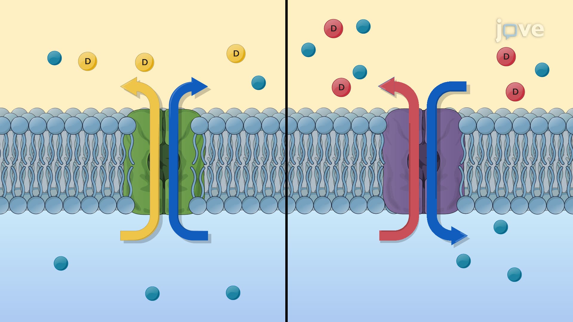 Active Transport