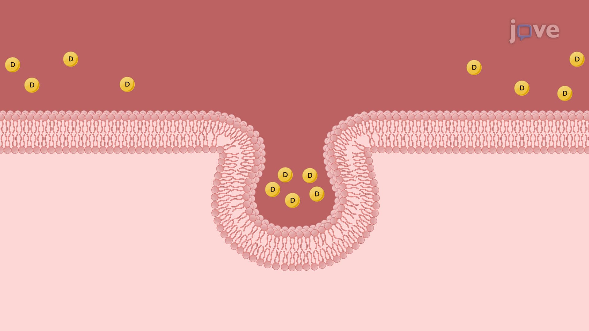 Vesicular Trasport: Endocytosis, Transcytosis and Exocytosis
