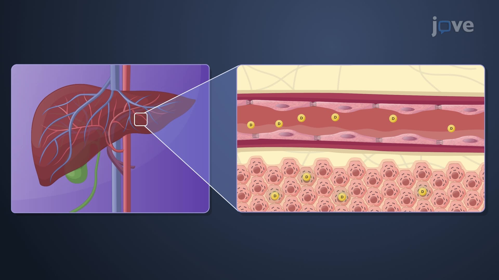Factors Affecting Drug Distribution: Organ Perfusion Rate