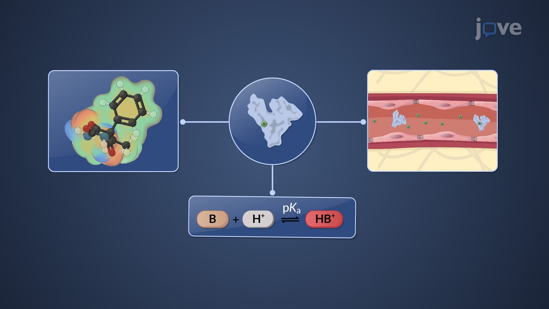 Factors Affecting Protein-Drug Binding: Drug-Related Factors