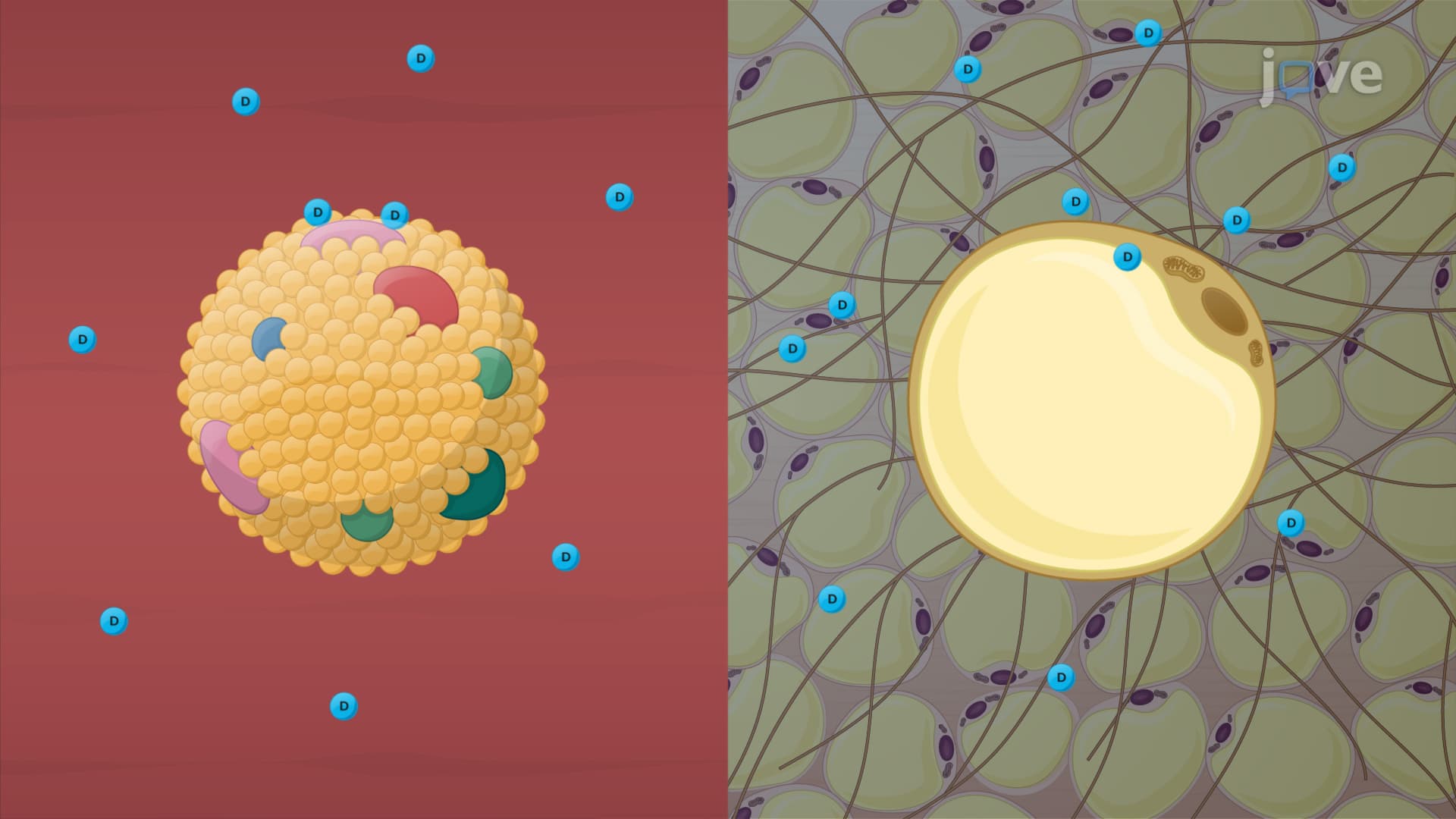 Factors Affecting Protein-Drug Binding: Protein-Related Factors