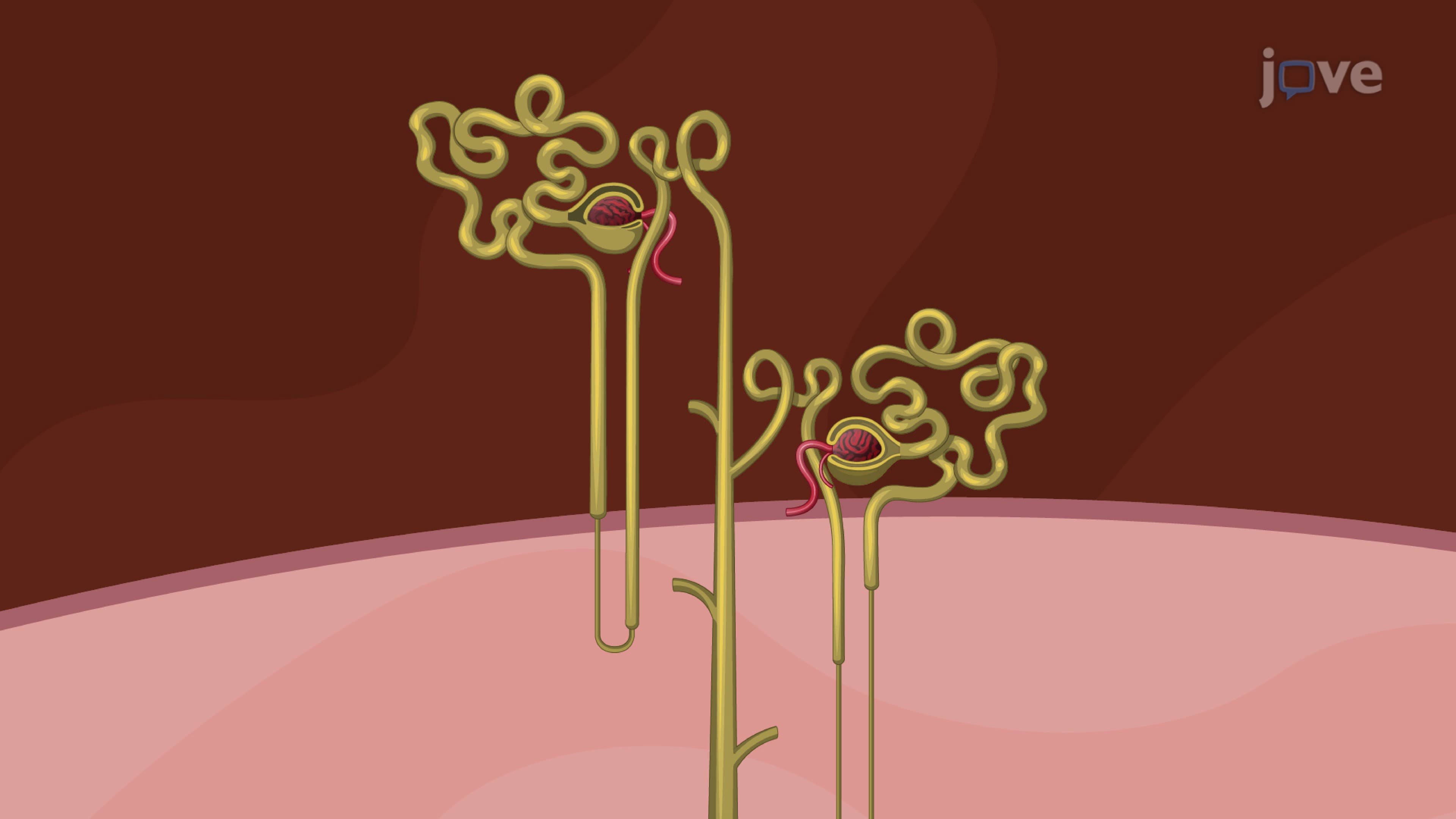 Renal Drug Excretion: Overview