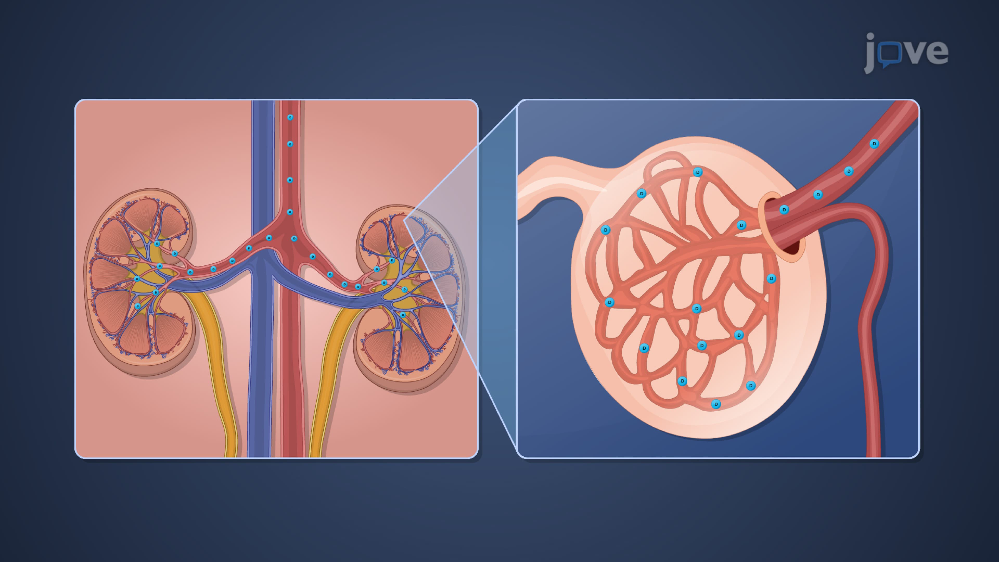 Renal Drug Excretion: Glomerular Filtration
