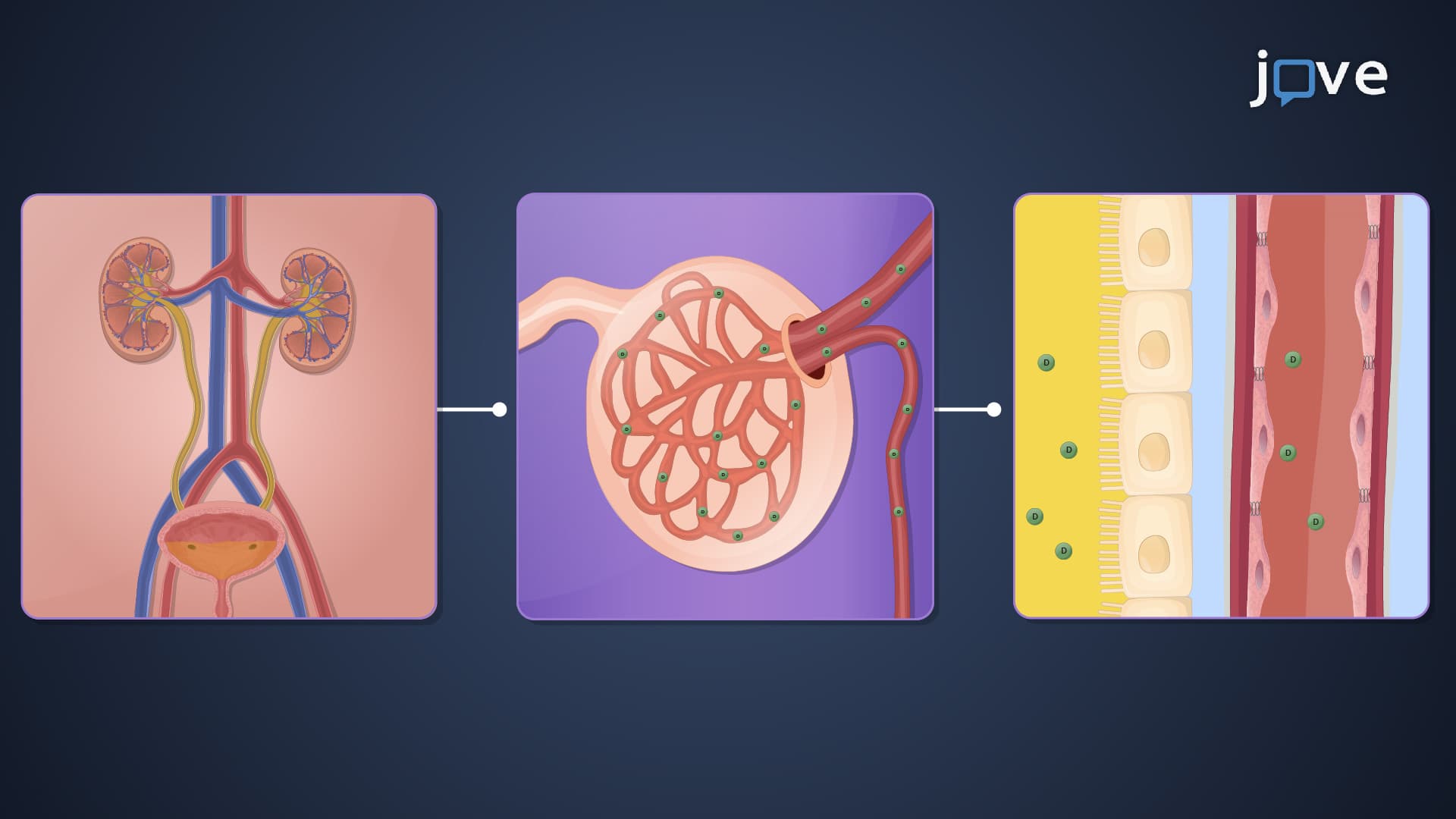 Renal Drug Clearance: Comparison Between Renal Excretion Methods