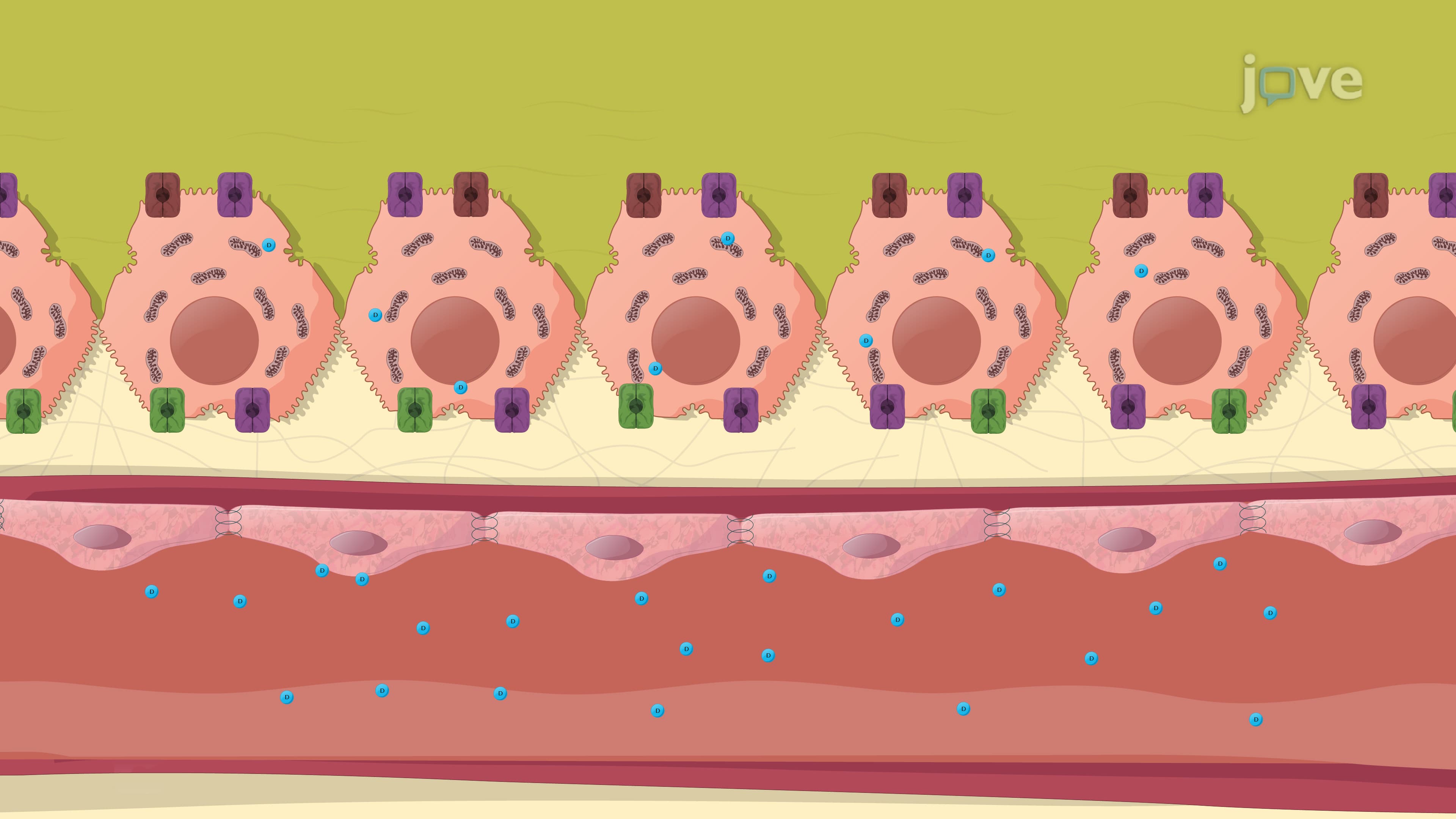 Hepatic Drug Clearance: Role of Transporters