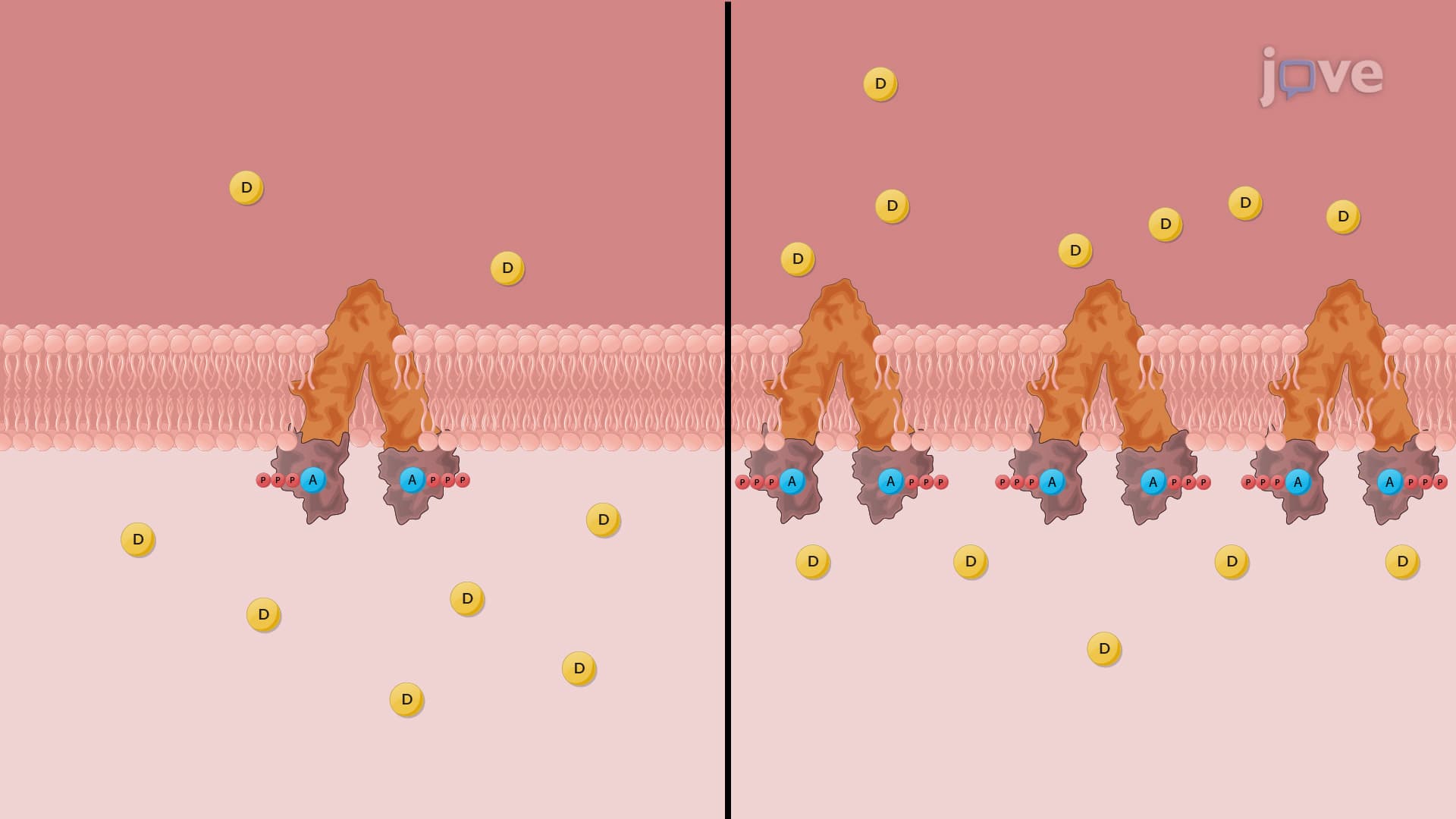 Nonlinear Pharmacokinetics: Role of Transporters