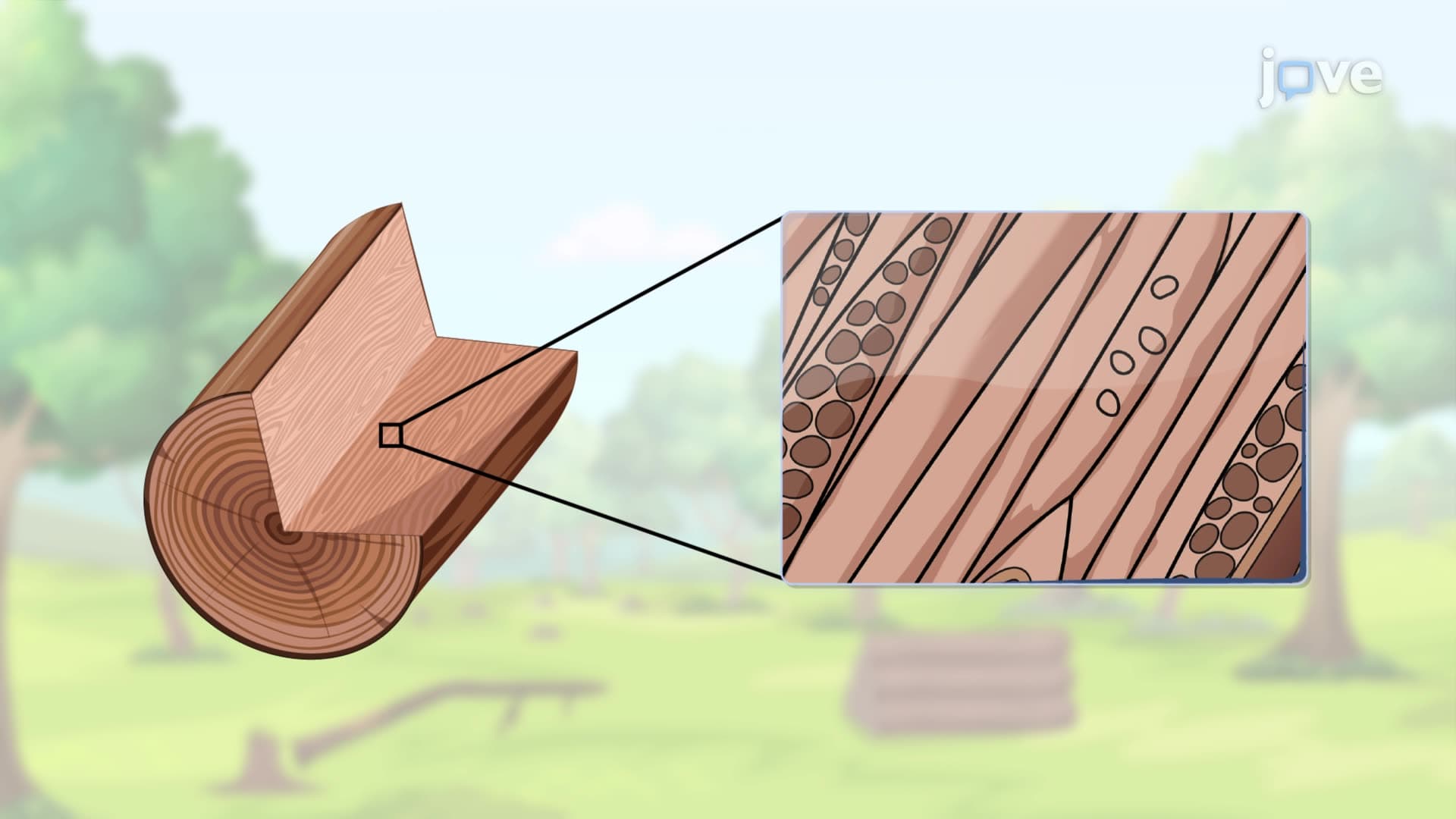 Introduction to Wood
