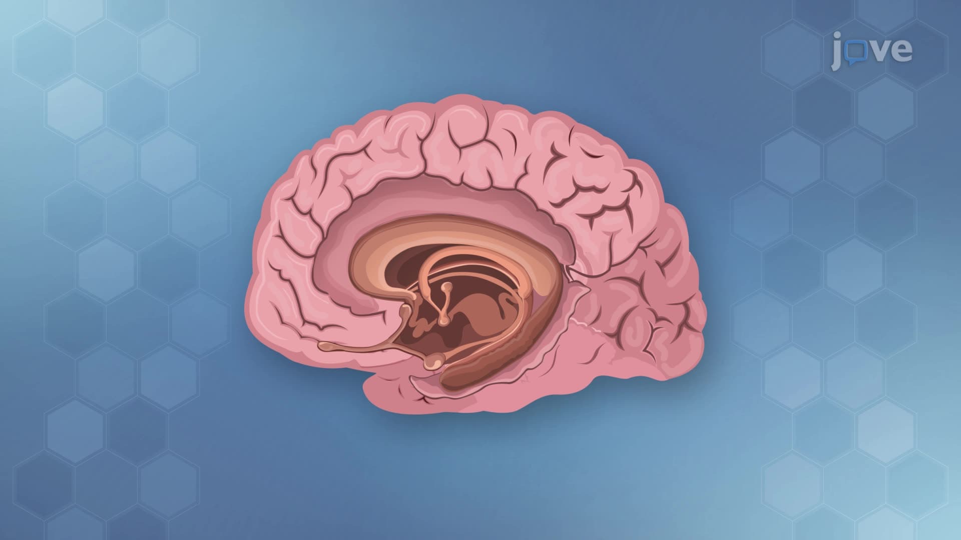 Physiology of Emotion