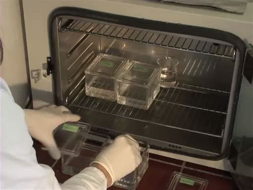 Histological Sample Preparation for Light Microscopy