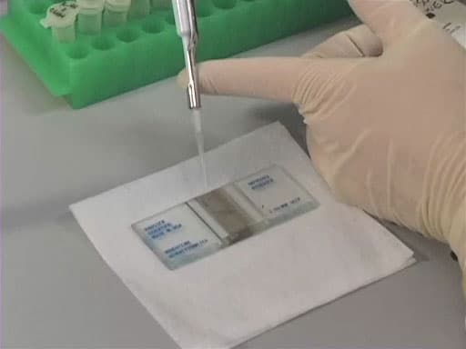 Using a Hemacytometer to Count Cells